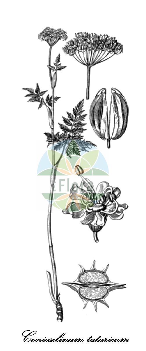 Historische Abbildung von Conioselinum tataricum (Schierlingssilge). Das Bild zeigt Blatt, Bluete, Frucht und Same. ---- Historical Drawing of Conioselinum tataricum (Schierlingssilge). The image is showing leaf, flower, fruit and seed.(Conioselinum tataricum,Schierlingssilge,Conioselinum vaginatum,Ligusticum vaginatum,Conioselinum,Schierlingssilge,Apiaceae,Doldengewächse,Carrot family,Blatt,Bluete,Frucht,Same,leaf,flower,fruit,seed,Hegi (1908ff))