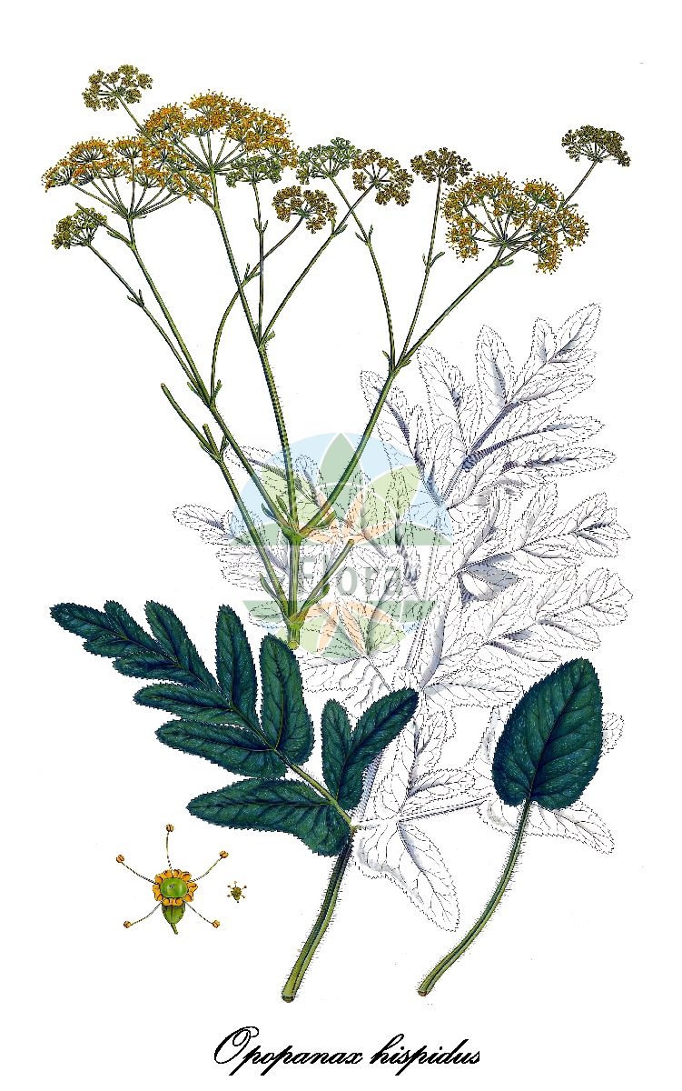 Historische Abbildung von Opopanax hispidus. Das Bild zeigt Blatt, Bluete, Frucht und Same. ---- Historical Drawing of Opopanax hispidus. The image is showing leaf, flower, fruit and seed.(Opopanax hispidus,Ferula hispida,Opopanax,Gummiwurz,Apiaceae,Doldengewächse,Carrot family,Blatt,Bluete,Frucht,Same,leaf,flower,fruit,seed,Sibthorp & Smith (1806-1840))