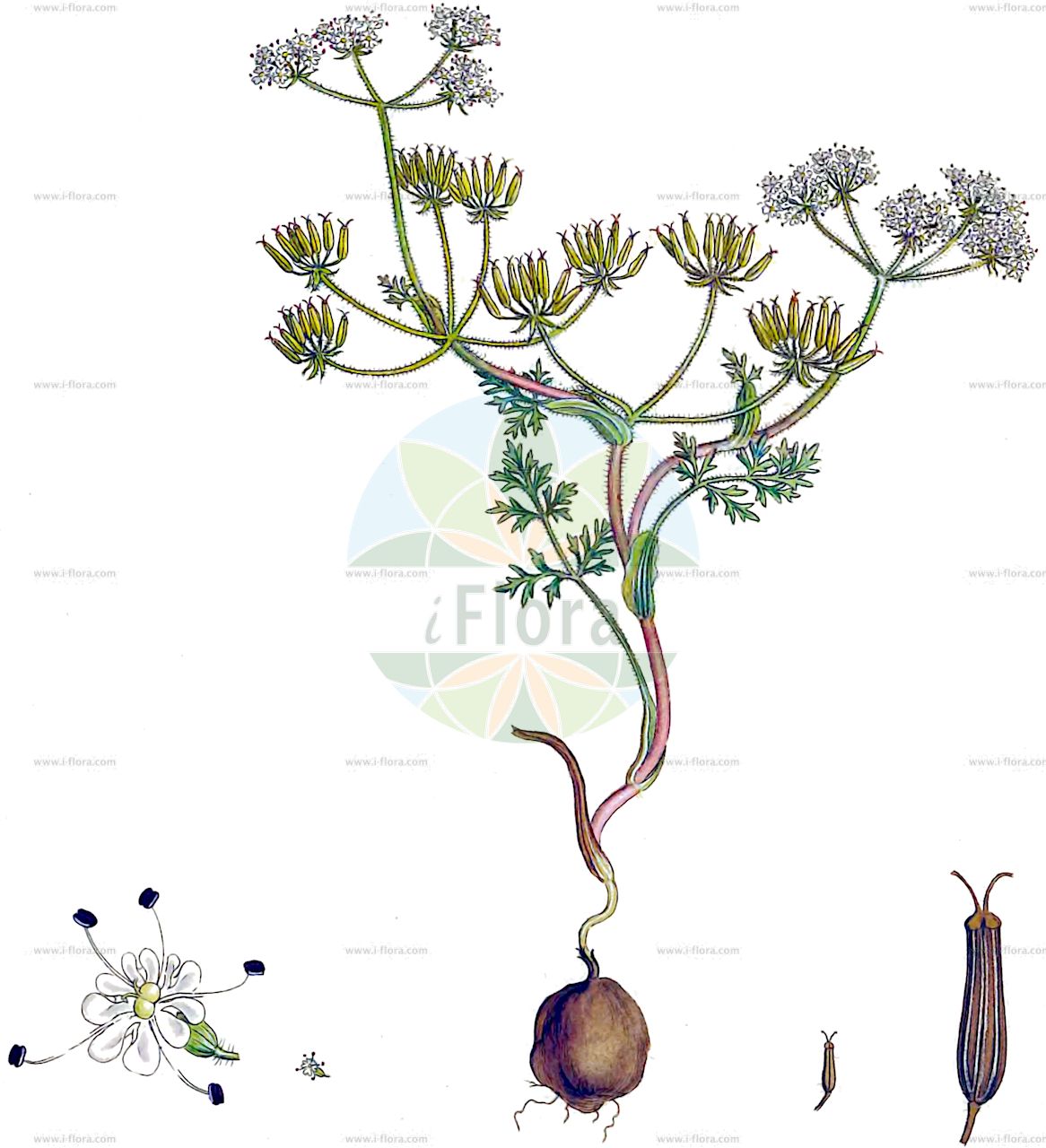 Geocaryum pumilum - Apiaceae,Plantae,Pteridobiotina,Angiosperms,Apiales,Apiaceae,Geocaryum,Geocaryum pumilum,Biasolettia pumila, Bunium pumilum, Freyera pumila, Huetia pumila