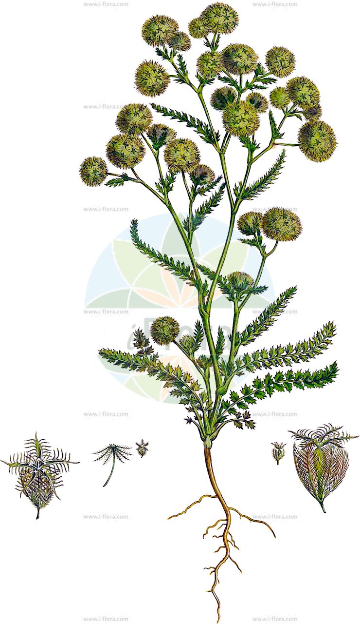 Lagoecia cuminoides - Apiaceae,Plantae,Pteridobiotina,Angiosperms,Apiales,Apiaceae,Lagoecia,Lagoecia cuminoides,Cuminoides obliqua,lagoecia faux-cumin;cominillo de pluma;comino silvestr;comino silvestre;cumino piomoso;лагеция кминовидная;pülüskün;comí borde;klotkummin;лагеция;harekarve;notzanit kaddurit;נוֹצָנִית כַּדּוּרִית