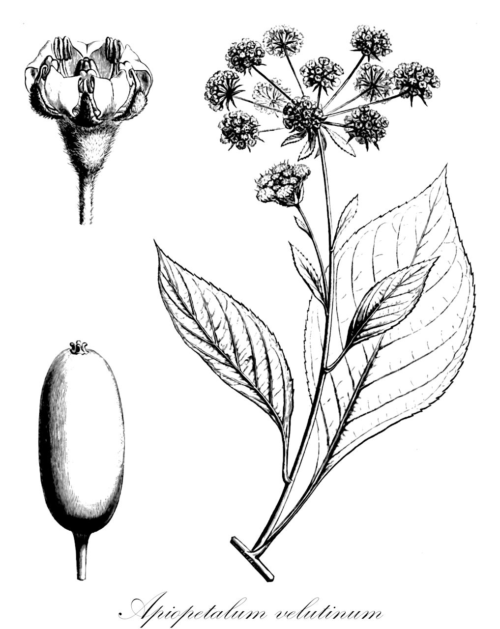 Apiopetalum velutinum - Apiaceae,Plantae,Pteridobiotina,Angiosperms,Apiales,Apiaceae,Apiopetalum,Apiopetalum velutinum,Apiopetalum arboreum