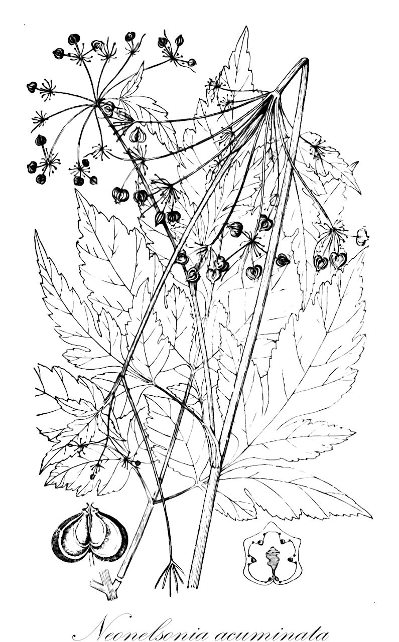 Neonelsonia acuminata - Apiaceae,Plantae,Pteridobiotina,Angiosperms,Apiales,Apiaceae,Neonelsonia,Neonelsonia acuminata,Arracacia acuminata, Neonelsonia ovata