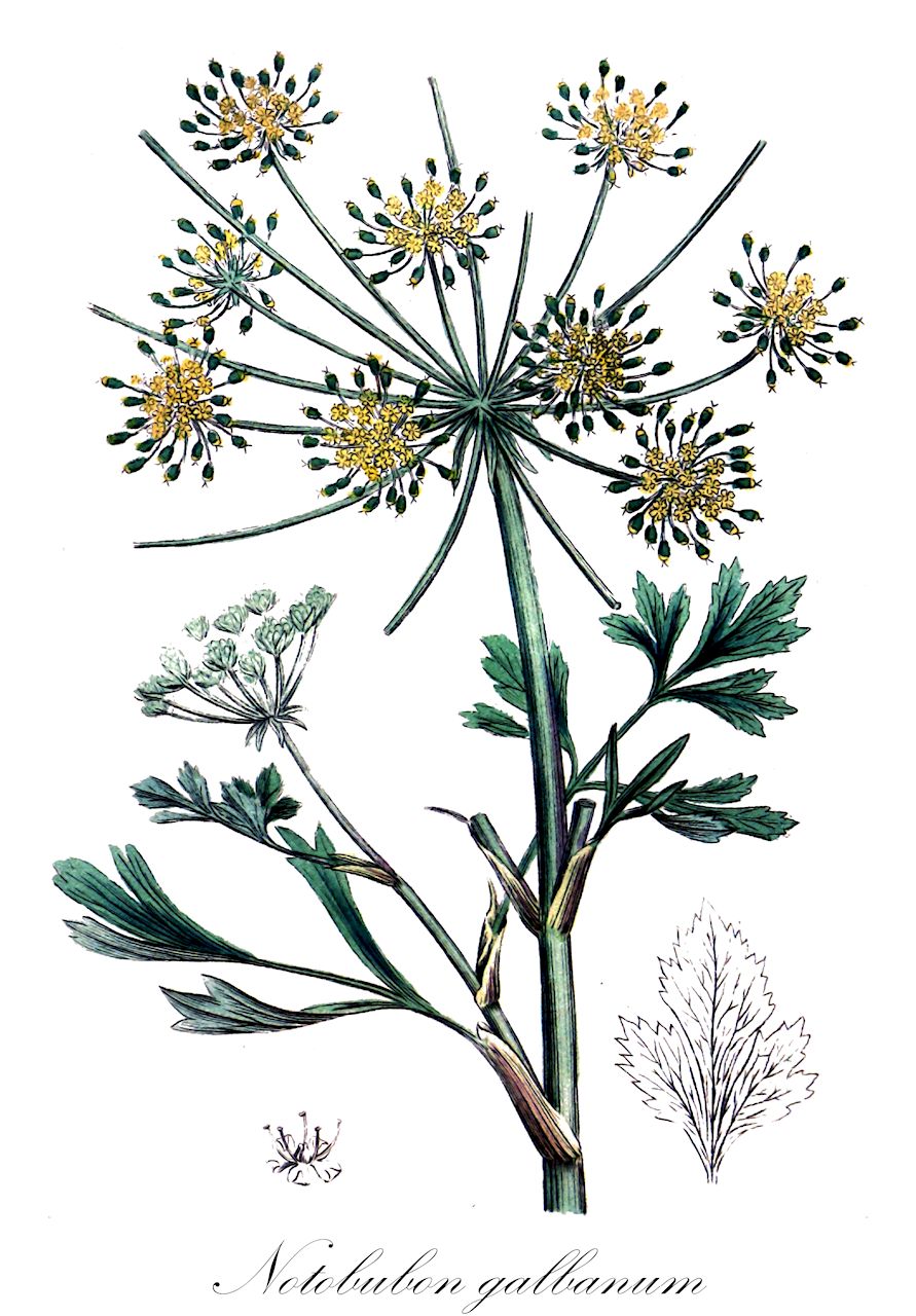 Notobubon galbanum - Apiaceae,Plantae,Pteridobiotina,Angiosperms,Apiales,Apiaceae,Notobubon,Notobubon galbanum,Agasyllis galbanum, Bubon galbaniferum, Bubon galbanum, Bubon galbanum var. dentatum, Bubon galbanum var. incisodentatum, Bubon galbanum var. tulbaghicum, Galbanon officinale, Galbanum officinale, Laserpitium officinale, Oreoselinum galbaniferum, Peucedanum galbanum, Peucedanum galbanum, Peucedanum galbanum var. dentatum, Peucedanum galbanum var. incisodentatum, Peucedanum rhombifolium, Selinum galbanum