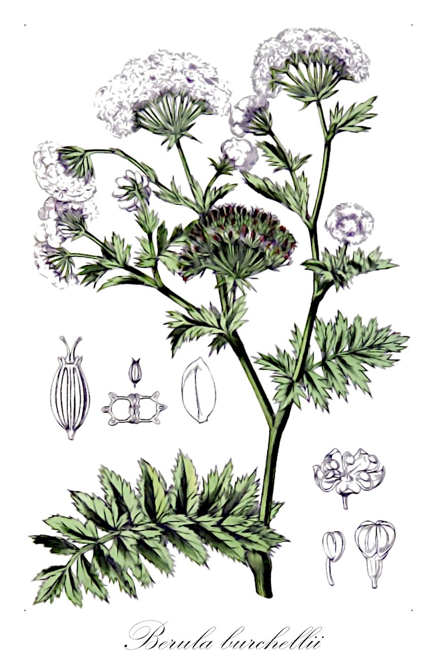 Berula burchellii - Apiaceae,Plantae,Pteridobiotina,Angiosperms,Apiales,Apiaceae,Berula,Berula burchellii,Gliopsis burchellii, Lichtensteinia burchellii, Ruthea burchellii, Sium burchellii