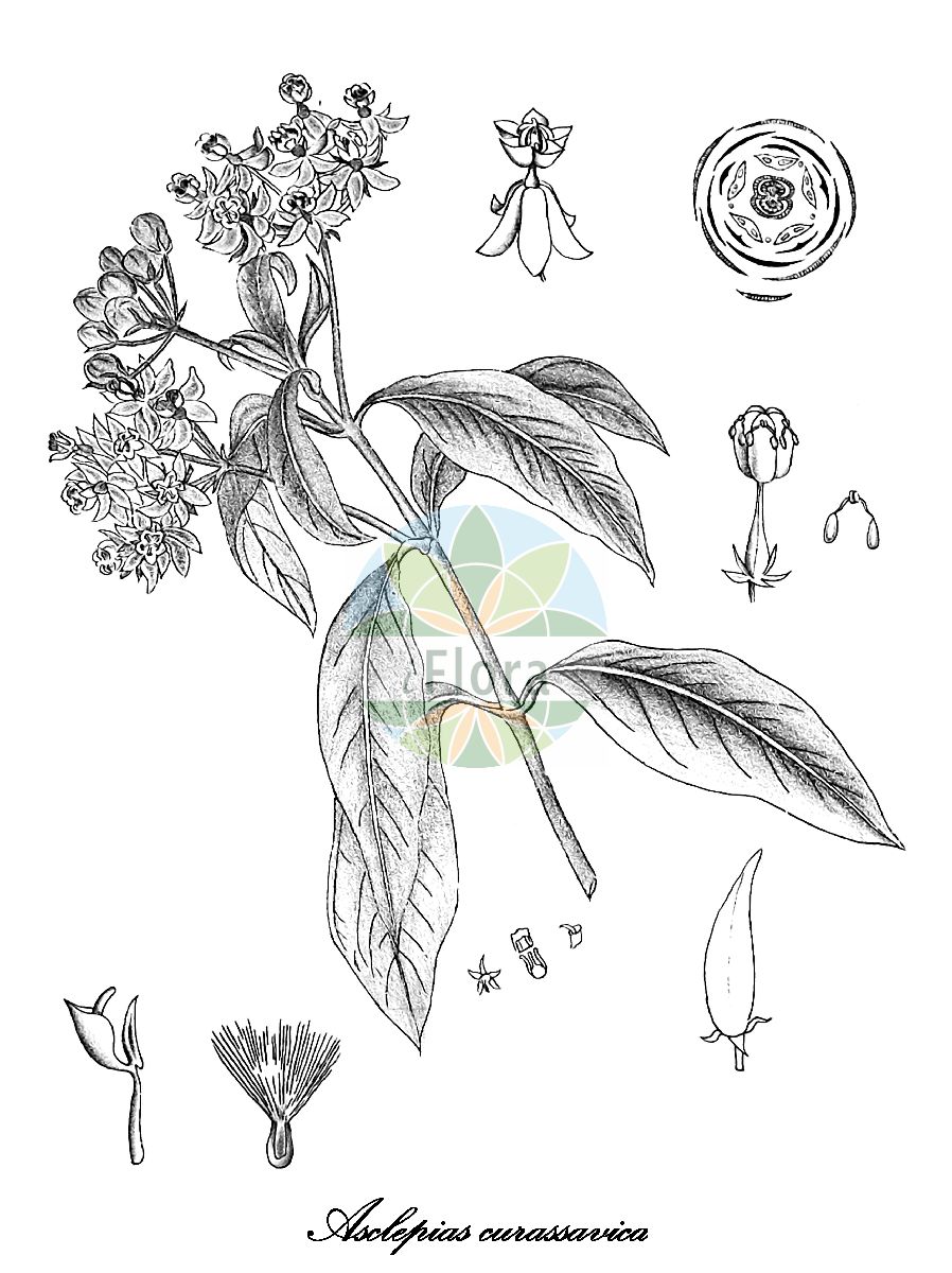 Historische Abbildung von Asclepias curassavica (Curacao-Seidenpflanze). Das Bild zeigt Blatt, Bluete, Frucht und Same. ---- Historical Drawing of Asclepias curassavica (Curacao-Seidenpflanze). The image is showing leaf, flower, fruit and seed.(Asclepias curassavica,Curacao-Seidenpflanze,Asclepias,Seidenpflanze,Milkweed,Apocynaceae,Hundsgiftgewächse,Periwinkle family,Blatt,Bluete,Frucht,Same,leaf,flower,fruit,seed,Kirtikar & Basu (1918))