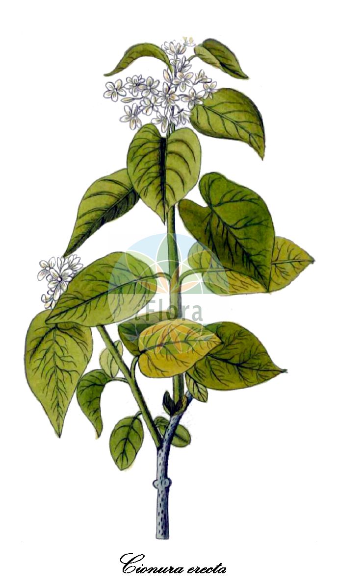 Historische Abbildung von Cionura erecta (Cionurie). Das Bild zeigt Blatt, Bluete, Frucht und Same. ---- Historical Drawing of Cionura erecta (Cionurie). The image is showing leaf, flower, fruit and seed.(Cionura erecta,Cionurie,Cynanchum erectum,Marsdenia erecta,Cionura,Cionurie,Apocynaceae,Hundsgiftgewächse,Periwinkle family,Blatt,Bluete,Frucht,Same,leaf,flower,fruit,seed,Gesellschaft Kraeuterkenner (1778-1794))
