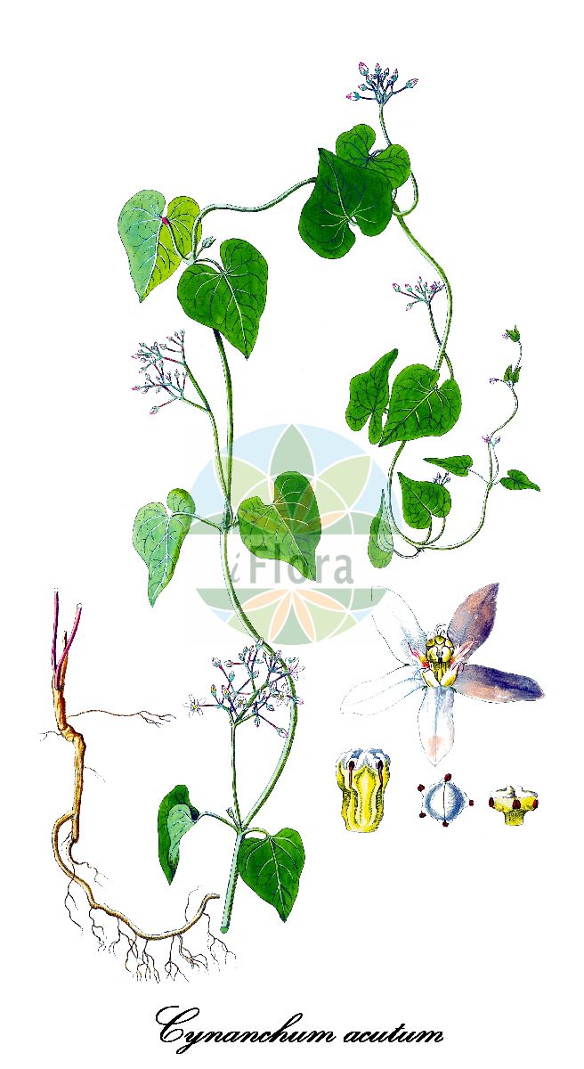 Historische Abbildung von Cynanchum acutum. Das Bild zeigt Blatt, Bluete, Frucht und Same. ---- Historical Drawing of Cynanchum acutum. The image is showing leaf, flower, fruit and seed.(Cynanchum acutum,Cynanchum monspeliacum,Cynanchum,Apocynaceae,Hundsgiftgewächse,Periwinkle family,Blatt,Bluete,Frucht,Same,leaf,flower,fruit,seed,von Jacquin (1781-1793))