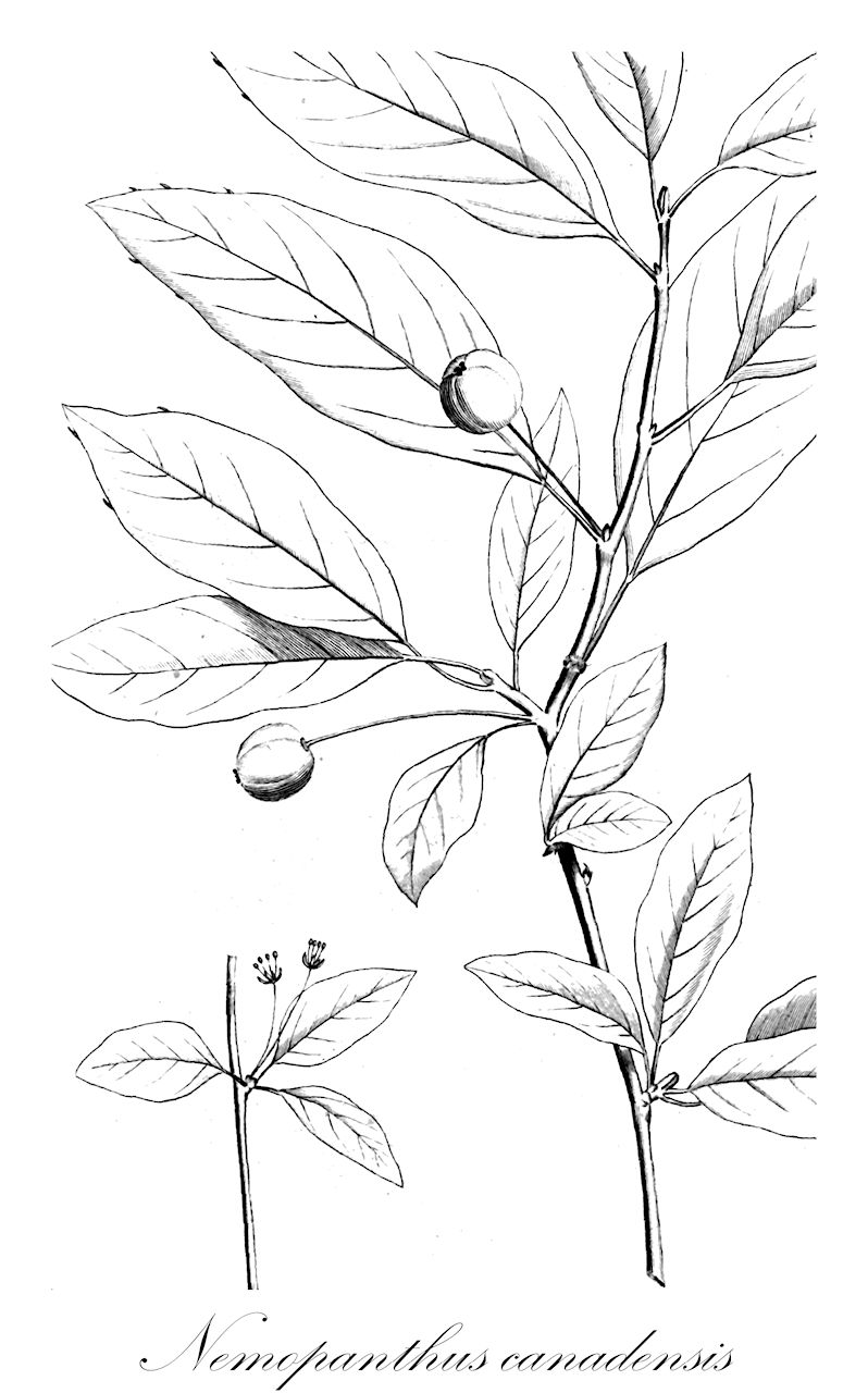 Nemopanthus canadensis - Aquifoliaceae,Plantae,Pteridobiotina,Angiosperms,Aquifoliales,Aquifoliaceae,Nemopanthus,Nemopanthus canadensis,Ilex canadensis