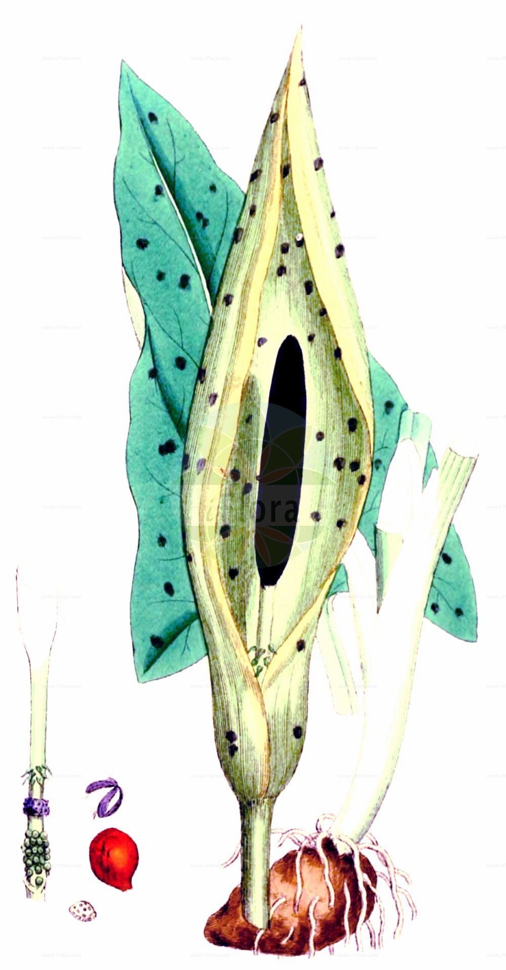 Historische Abbildung von Arum maculatum (Gefleckter Aronstab - Lords-and-Ladies). Das Bild zeigt Blatt, Bluete, Frucht und Same. ---- Historical Drawing of Arum maculatum (Gefleckter Aronstab - Lords-and-Ladies). The image is showing leaf, flower, fruit and seed.(Arum maculatum,Gefleckter Aronstab,Lords-and-Ladies,Arisarum maculatum,Arum gracile,Arum heldreichii,Arum immaculatum,Arum maculatum,Arum malyi,Arum pyrenaeum,Arum trapezuntinum,Arum vernale,Arum vulgare,Arum zelebori,Gefleckter Aronstab,Suedoestlicher Aronstab,Lords-and-Ladies,Arum,Aronstab,Arum Lily,Araceae,Aronstabgewächse,Arum Lily family,Blatt,Bluete,Frucht,Same,leaf,flower,fruit,seed,Sowerby (1790-1813))
