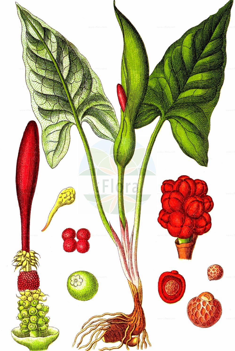 Historische Abbildung von Arum maculatum (Gefleckter Aronstab - Lords-and-Ladies). Das Bild zeigt Blatt, Bluete, Frucht und Same. ---- Historical Drawing of Arum maculatum (Gefleckter Aronstab - Lords-and-Ladies). The image is showing leaf, flower, fruit and seed.(Arum maculatum,Gefleckter Aronstab,Lords-and-Ladies,Arisarum maculatum,Arum gracile,Arum heldreichii,Arum immaculatum,Arum maculatum,Arum malyi,Arum pyrenaeum,Arum trapezuntinum,Arum vernale,Arum vulgare,Arum zelebori,Gefleckter Aronstab,Suedoestlicher Aronstab,Lords-and-Ladies,Arum,Aronstab,Arum Lily,Araceae,Aronstabgewächse,Arum Lily family,Blatt,Bluete,Frucht,Same,leaf,flower,fruit,seed,Sturm (1796f))