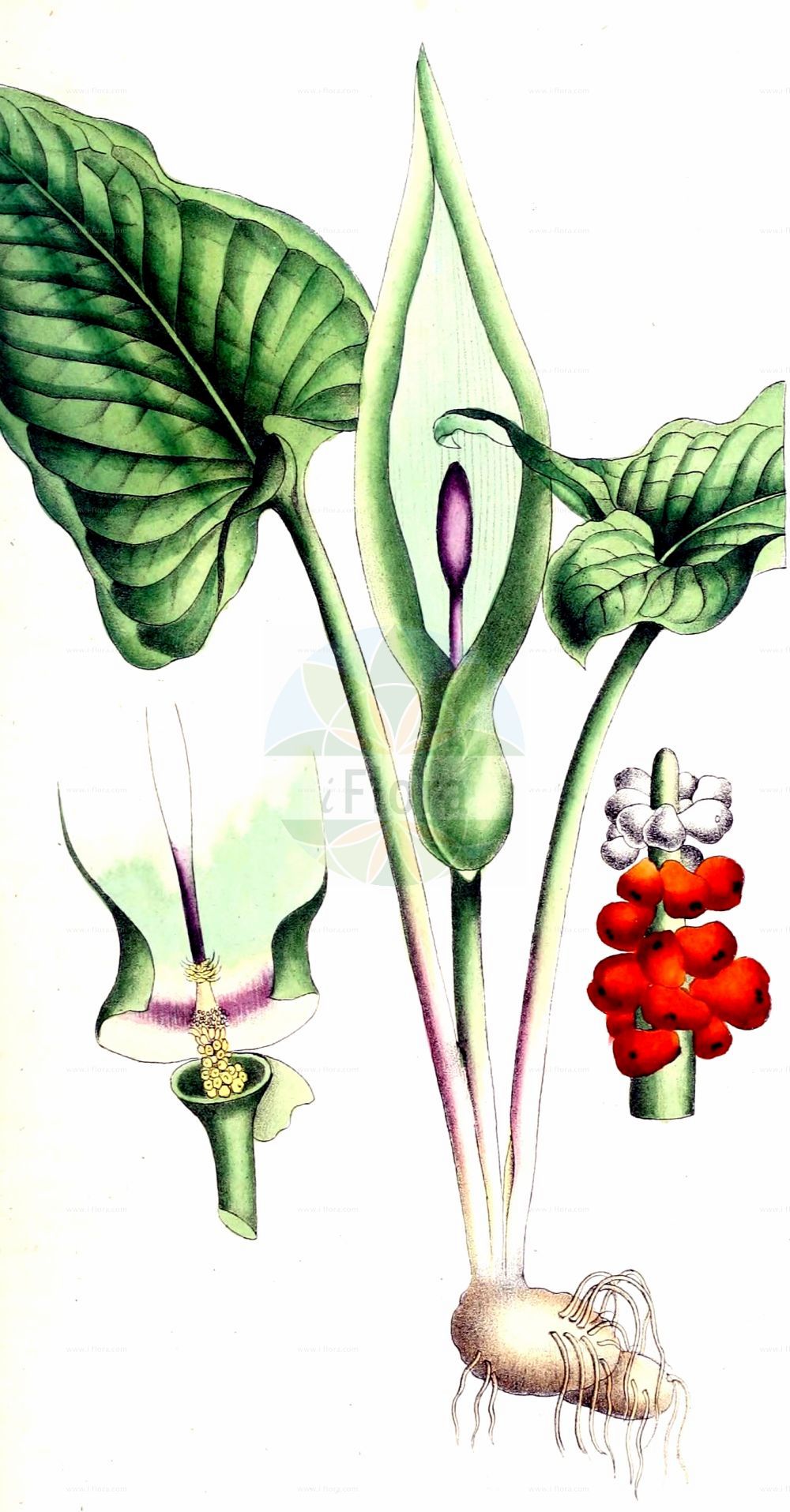 Historische Abbildung von Arum maculatum (Gefleckter Aronstab - Lords-and-Ladies). Das Bild zeigt Blatt, Bluete, Frucht und Same. ---- Historical Drawing of Arum maculatum (Gefleckter Aronstab - Lords-and-Ladies). The image is showing leaf, flower, fruit and seed.(Arum maculatum,Gefleckter Aronstab,Lords-and-Ladies,Arisarum maculatum,Arum gracile,Arum heldreichii,Arum immaculatum,Arum maculatum,Arum malyi,Arum pyrenaeum,Arum trapezuntinum,Arum vernale,Arum vulgare,Arum zelebori,Gefleckter Aronstab,Suedoestlicher Aronstab,Lords-and-Ladies,Arum,Aronstab,Arum Lily,Araceae,Aronstabgewächse,Arum Lily family,Blatt,Bluete,Frucht,Same,leaf,flower,fruit,seed,Dietrich (1833-1844))