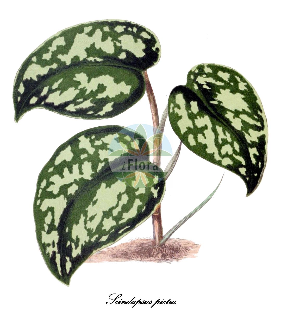 Historische Abbildung von Scindapsus pictus (Efeutute). Das Bild zeigt Blatt, Bluete, Frucht und Same. ---- Historical Drawing of Scindapsus pictus (Efeutute). The image is showing leaf, flower, fruit and seed.(Scindapsus pictus,Efeutute,Scindapsus,Araceae,Aronstabgewächse,Arum Family,Blatt,Bluete,Frucht,Same,leaf,flower,fruit,seed,Rothschild (1867-1870))