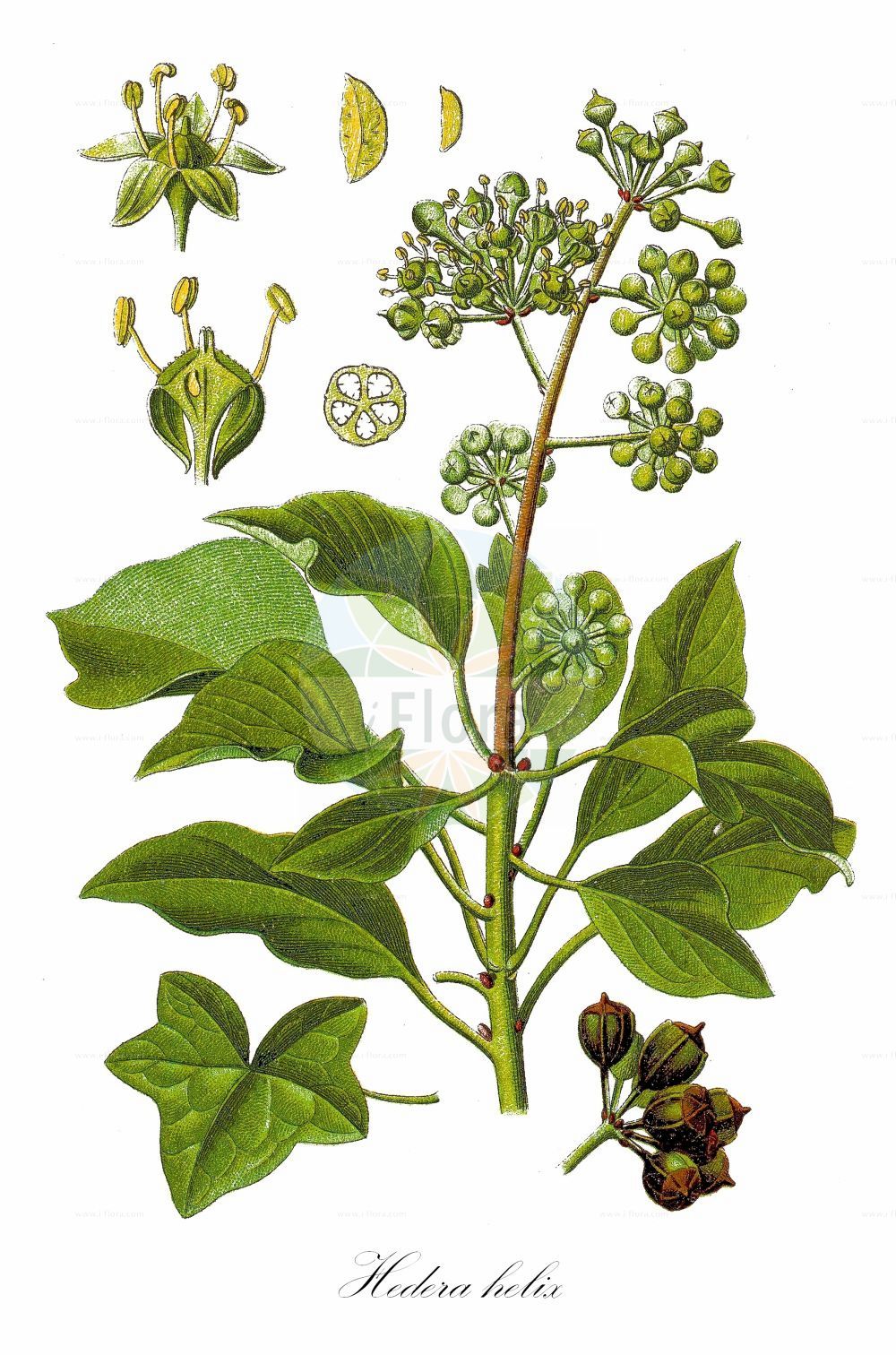 Historische Abbildung von Hedera helix (Gewöhnlicher Efeu - Ivy). ---- Historical Drawing of Hedera helix (Gewöhnlicher Efeu - Ivy).(Hedera helix,Gewöhnlicher Efeu,Ivy,Hedera helix,Hedera poetica,Gewoehnlicher Efeu,Efeu,Ivy,Common Ivy,English Ivy,Hedera,Efeu,Ivy,Araliaceae,Efeugewächse,Ginseng family,Sturm (1796f))