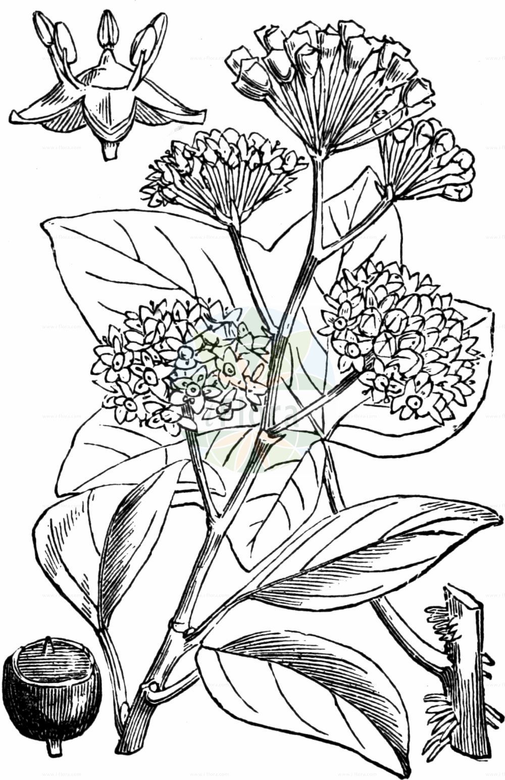 Historische Abbildung von Hedera helix (Gewöhnlicher Efeu - Ivy). Das Bild zeigt Blatt, Bluete, Frucht und Same. ---- Historical Drawing of Hedera helix (Gewöhnlicher Efeu - Ivy). The image is showing leaf, flower, fruit and seed.(Hedera helix,Gewöhnlicher Efeu,Ivy,Hedera helix,Hedera poetica,Gewoehnlicher Efeu,Efeu,Ivy,Common Ivy,English Ivy,Hedera,Efeu,Ivy,Araliaceae,Efeugewächse,Ginseng family,Blatt,Bluete,Frucht,Same,leaf,flower,fruit,seed,Fitch et al. (1880))