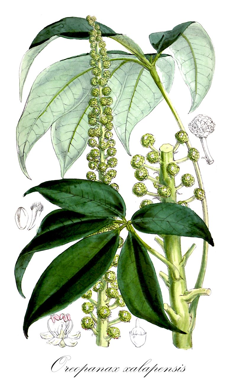 Oreopanax xalapensis - Araliaceae,Plantae,Pteridobiotina,Angiosperms,Apiales,Araliaceae,Oreopanax,Oreopanax xalapensis,Aralia ghiesbrechtii, Aralia ghiesbrechtii, Aralia mexicana, Aralia thibautii, Aralia thibautii, Aralia xalapensis, Didymopanax mexicanus, Didymopanax mexicanus, Hedera xalapensis, Monopanax ghiesbreghtii, Oreopanax langlassei, Oreopanax loesenerianus, Oreopanax taubertianus, Oreopanax thibautii, Oreopanax xalapensis var. laxiflorus, Oreopanax xalapensis var. normalis, Oreopanax xalapensis var. spiciforme, Oreopanax xalapensis var. spiciformis