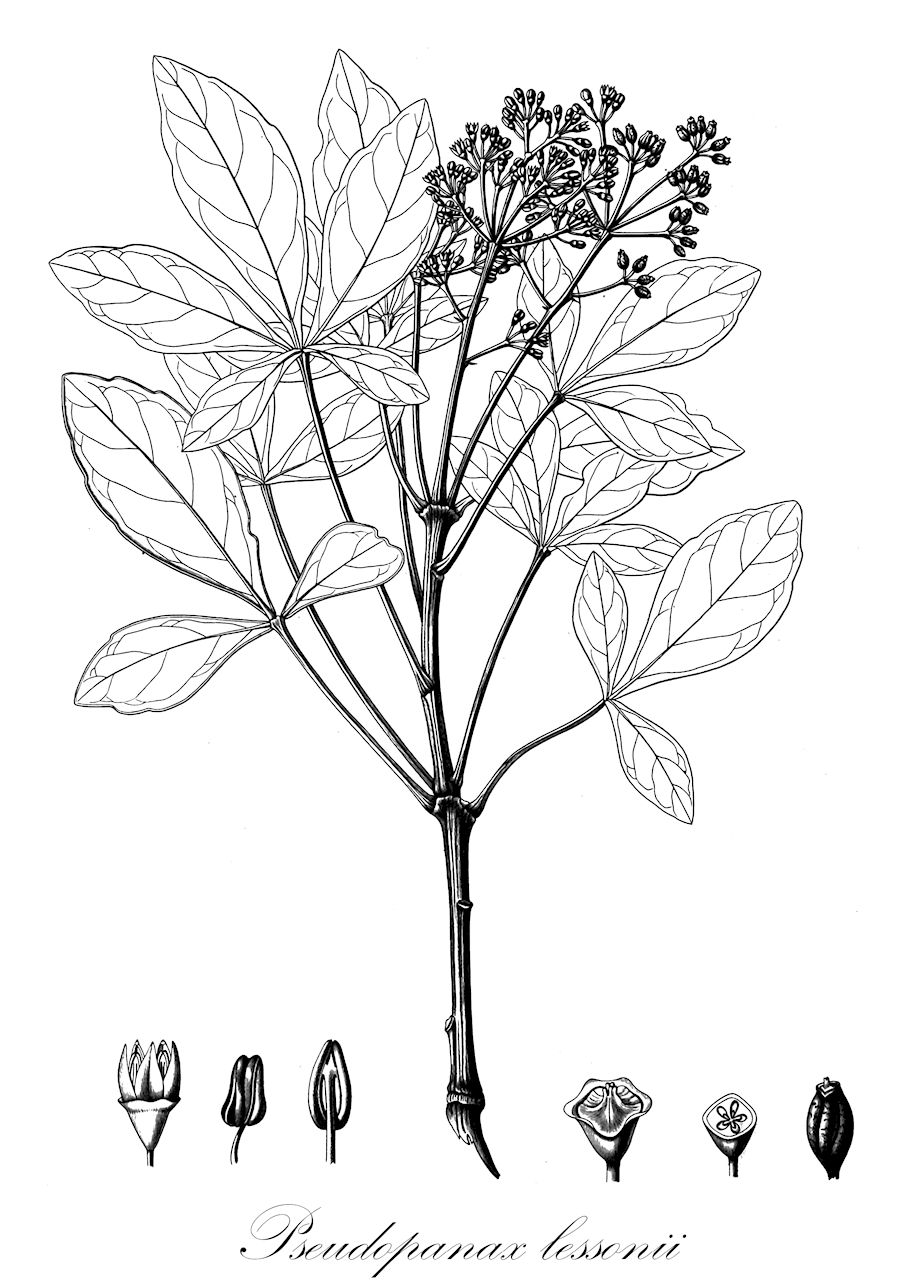 Pseudopanax lessonii - Araliaceae,Plantae,Pteridobiotina,Angiosperms,Apiales,Araliaceae,Pseudopanax,Pseudopanax lessonii,Aralia lessonii, Aralia trifolia, Cussonia lessonii, Hedera lessonii, Panax lessonii