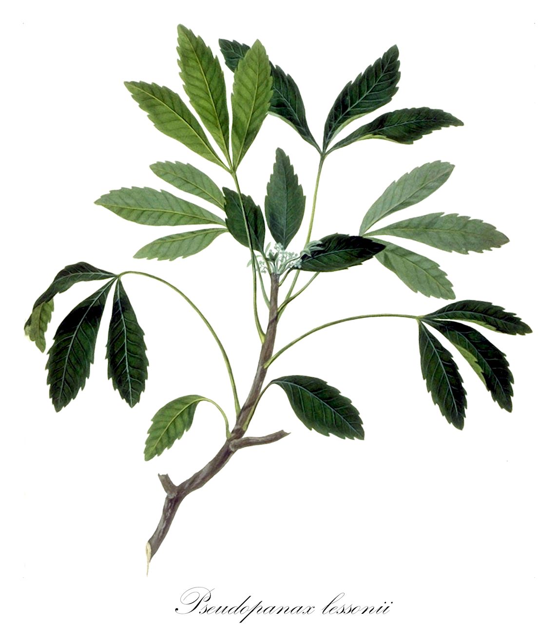 Pseudopanax lessonii - Araliaceae,Aralia lessonii, Aralia trifolia, Cussonia lessonii, Hedera lessonii, Panax lessonii,Plantae,Pteridobiotina,Angiosperms,Apiales,Araliaceae,Pseudopanax,Pseudopanax lessonii