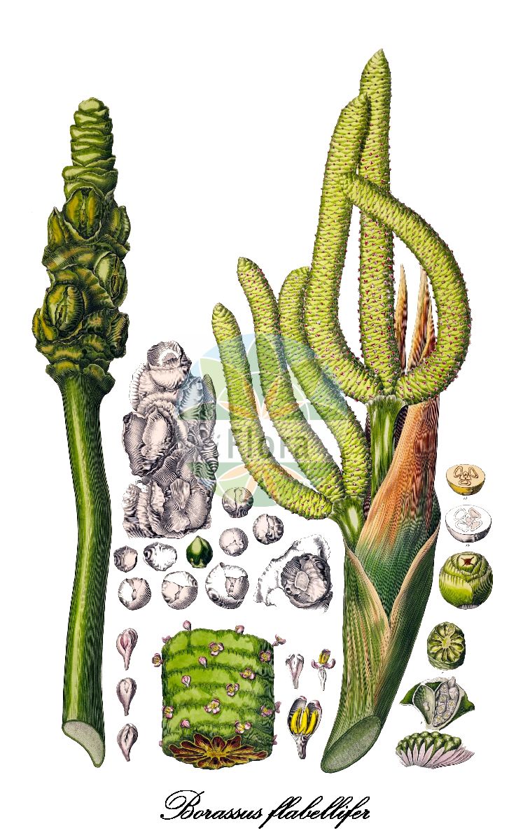 Historische Abbildung von Borassus flabellifer (Palmyrapalme). Das Bild zeigt Blatt, Bluete, Frucht und Same. ---- Historical Drawing of Borassus flabellifer (Palmyrapalme). The image is showing leaf, flower, fruit and seed.(Borassus flabellifer,Palmyrapalme,Borassus,Arecaceae,Palmengewächse,Palm family,Blatt,Bluete,Frucht,Same,leaf,flower,fruit,seed,von Martius (1823-1850))