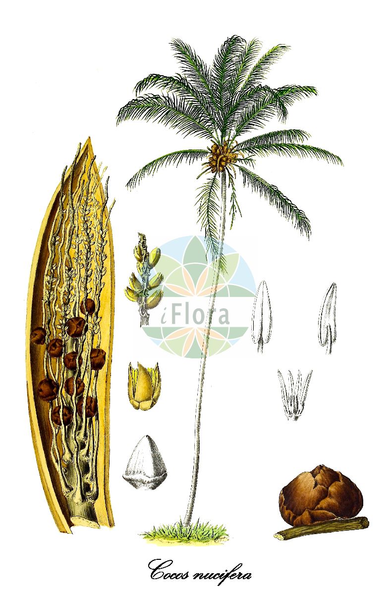 Historische Abbildung von Cocos nucifera (Cocospalme - Coconut palm). Das Bild zeigt Blatt, Bluete, Frucht und Same. ---- Historical Drawing of Cocos nucifera (Cocospalme - Coconut palm). The image is showing leaf, flower, fruit and seed.(Cocos nucifera,Cocospalme,Coconut palm,Kokosnuss,Kokosnusspalme,Kokospalme,Cocos,Coconut palm palm,Arecaceae,Palmengewächse,Palm family,Blatt,Bluete,Frucht,Same,leaf,flower,fruit,seed,Berg & Schmidt (1891-1902))