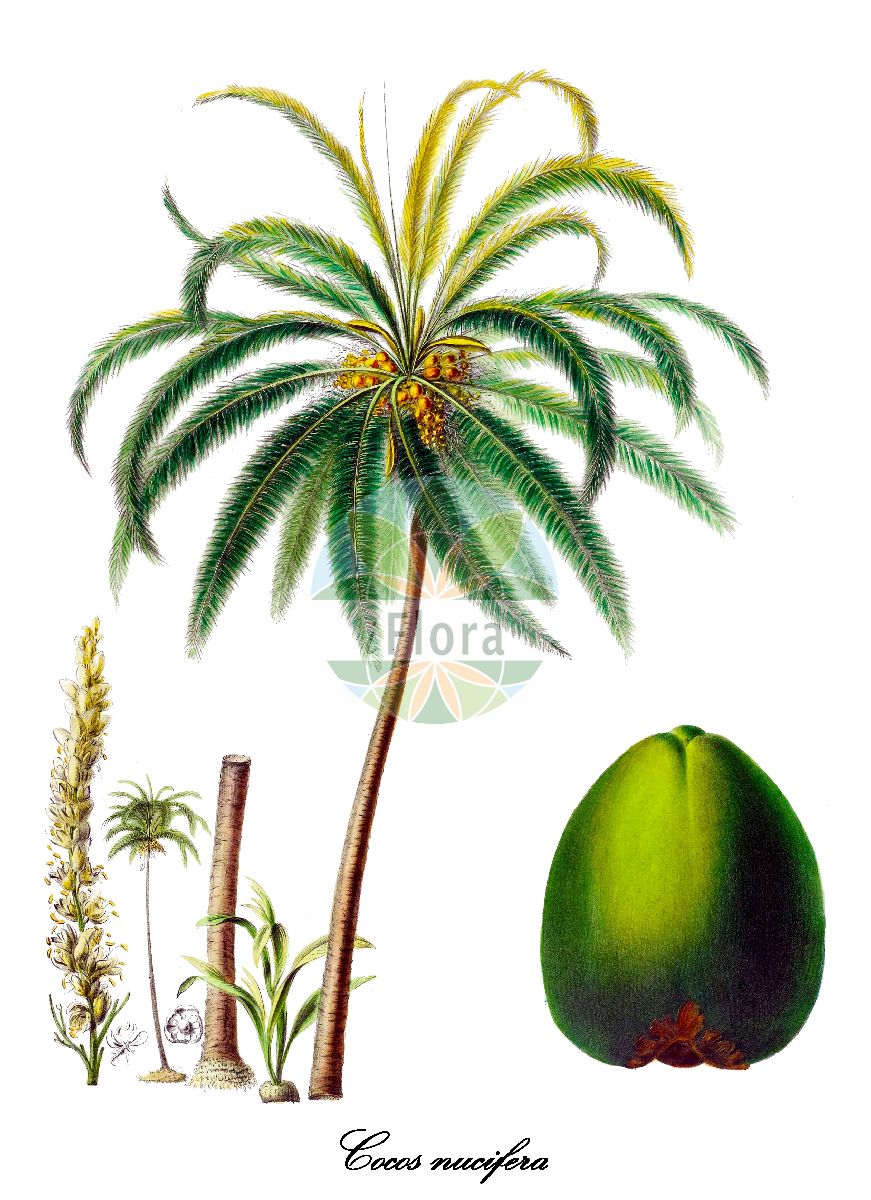 Historische Abbildung von Cocos nucifera (Cocospalme - Coconut palm). Das Bild zeigt Blatt, Bluete, Frucht und Same. ---- Historical Drawing of Cocos nucifera (Cocospalme - Coconut palm). The image is showing leaf, flower, fruit and seed.(Cocos nucifera,Cocospalme,Coconut palm,Kokosnuss,Kokosnusspalme,Kokospalme,Cocos,Coconut palm palm,Arecaceae,Palmengewächse,Palm family,Blatt,Bluete,Frucht,Same,leaf,flower,fruit,seed,Denisse (1843-1846))