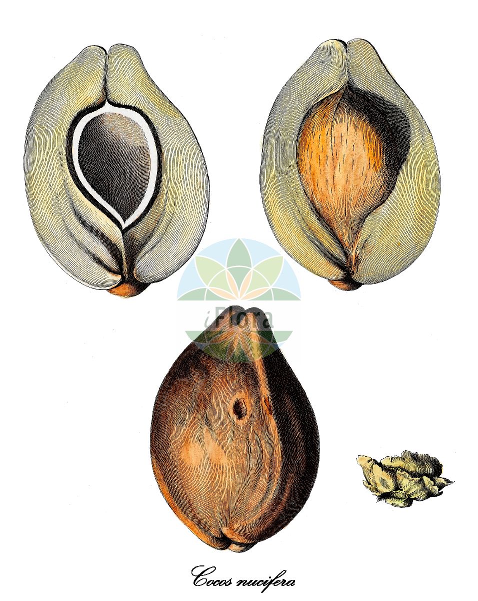 Historische Abbildung von Cocos nucifera (Cocospalme - Coconut palm). Das Bild zeigt Blatt, Bluete, Frucht und Same. ---- Historical Drawing of Cocos nucifera (Cocospalme - Coconut palm). The image is showing leaf, flower, fruit and seed.(Cocos nucifera,Cocospalme,Coconut palm,Kokosnuss,Kokosnusspalme,Kokospalme,Cocos,Coconut palm palm,Arecaceae,Palmengewächse,Palm family,Blatt,Bluete,Frucht,Same,leaf,flower,fruit,seed,Dodart (1788))
