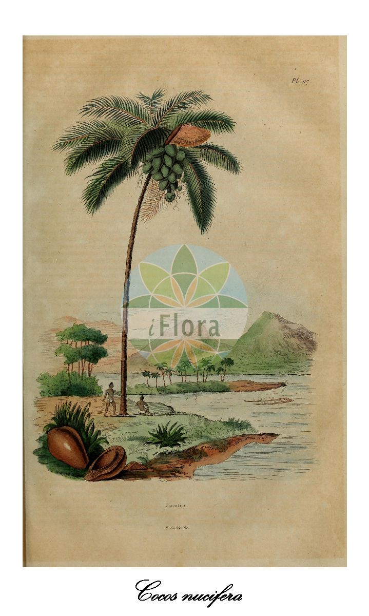 Historische Abbildung von Cocos nucifera (Cocospalme - Coconut palm). Das Bild zeigt Blatt, Bluete, Frucht und Same. ---- Historical Drawing of Cocos nucifera (Cocospalme - Coconut palm). The image is showing leaf, flower, fruit and seed.(Cocos nucifera,Cocospalme,Coconut palm,Kokosnuss,Kokosnusspalme,Kokospalme,Cocos,Coconut palm palm,Arecaceae,Palmengewächse,Palm family,Blatt,Bluete,Frucht,Same,leaf,flower,fruit,seed,Gerbe et al. (1833-1840))
