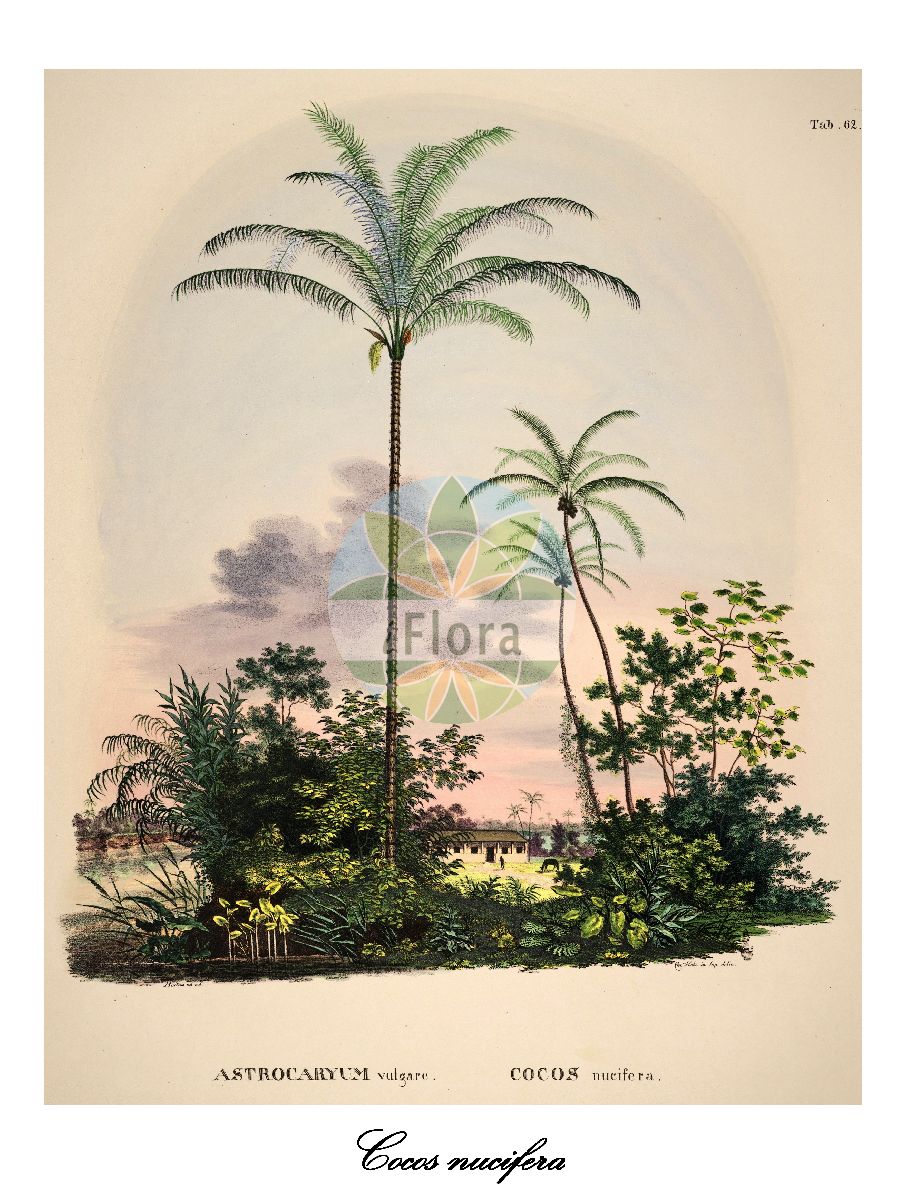 Historische Abbildung von Cocos nucifera (Cocospalme - Coconut palm). Das Bild zeigt Blatt, Bluete, Frucht und Same. ---- Historical Drawing of Cocos nucifera (Cocospalme - Coconut palm). The image is showing leaf, flower, fruit and seed.(Cocos nucifera,Cocospalme,Coconut palm,Kokosnuss,Kokosnusspalme,Kokospalme,Cocos,Coconut palm palm,Arecaceae,Palmengewächse,Palm family,Blatt,Bluete,Frucht,Same,leaf,flower,fruit,seed,von Martius (1823-1850))