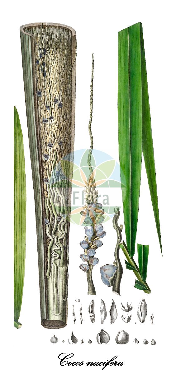 Historische Abbildung von Cocos nucifera (Cocospalme - Coconut palm). Das Bild zeigt Blatt, Bluete, Frucht und Same. ---- Historical Drawing of Cocos nucifera (Cocospalme - Coconut palm). The image is showing leaf, flower, fruit and seed.(Cocos nucifera,Cocospalme,Coconut palm,Kokosnuss,Kokosnusspalme,Kokospalme,Cocos,Coconut palm palm,Arecaceae,Palmengewächse,Palm family,Blatt,Bluete,Frucht,Same,leaf,flower,fruit,seed,von Martius (1823-1850))