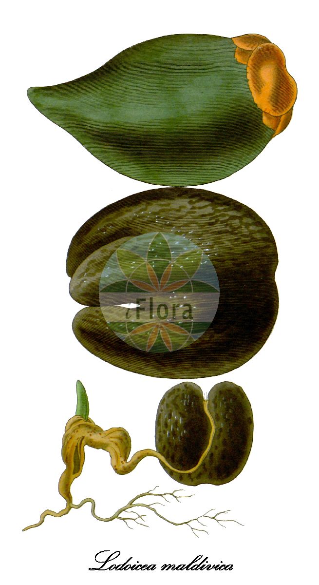 Historische Abbildung von Lodoicea maldivica (Seychellenpalme). Das Bild zeigt Blatt, Bluete, Frucht und Same. ---- Historical Drawing of Lodoicea maldivica (Seychellenpalme). The image is showing leaf, flower, fruit and seed.(Lodoicea maldivica,Seychellenpalme,Seychellennuss,Lodoicea,Arecaceae,Palmengewächse,Palm family,Blatt,Bluete,Frucht,Same,leaf,flower,fruit,seed)
