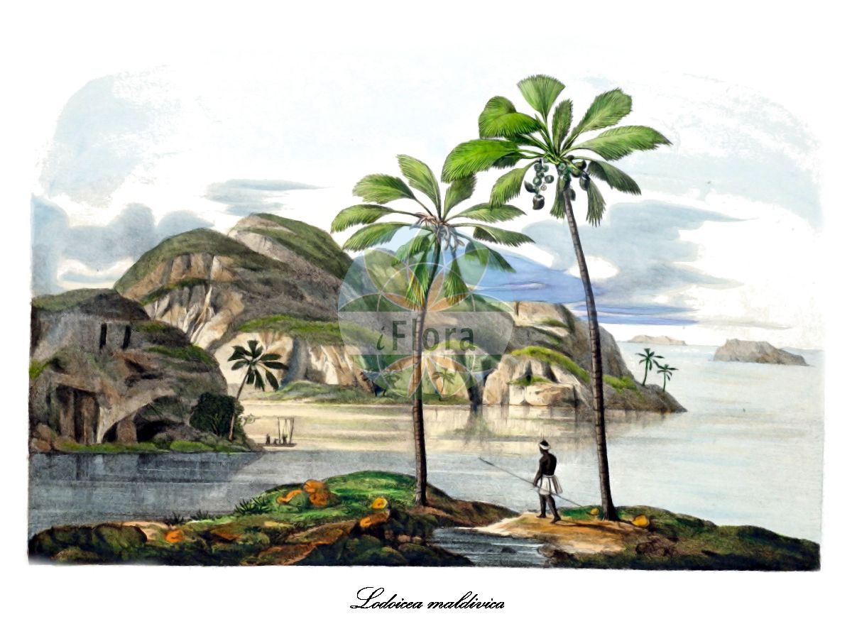 Historische Abbildung von Lodoicea maldivica (Seychellenpalme). Das Bild zeigt Blatt, Bluete, Frucht und Same. ---- Historical Drawing of Lodoicea maldivica (Seychellenpalme). The image is showing leaf, flower, fruit and seed.(Lodoicea maldivica,Seychellenpalme,Seychellennuss,Lodoicea,Arecaceae,Palmengewächse,Palm family,Blatt,Bluete,Frucht,Same,leaf,flower,fruit,seed,von Martius (1823-1850))
