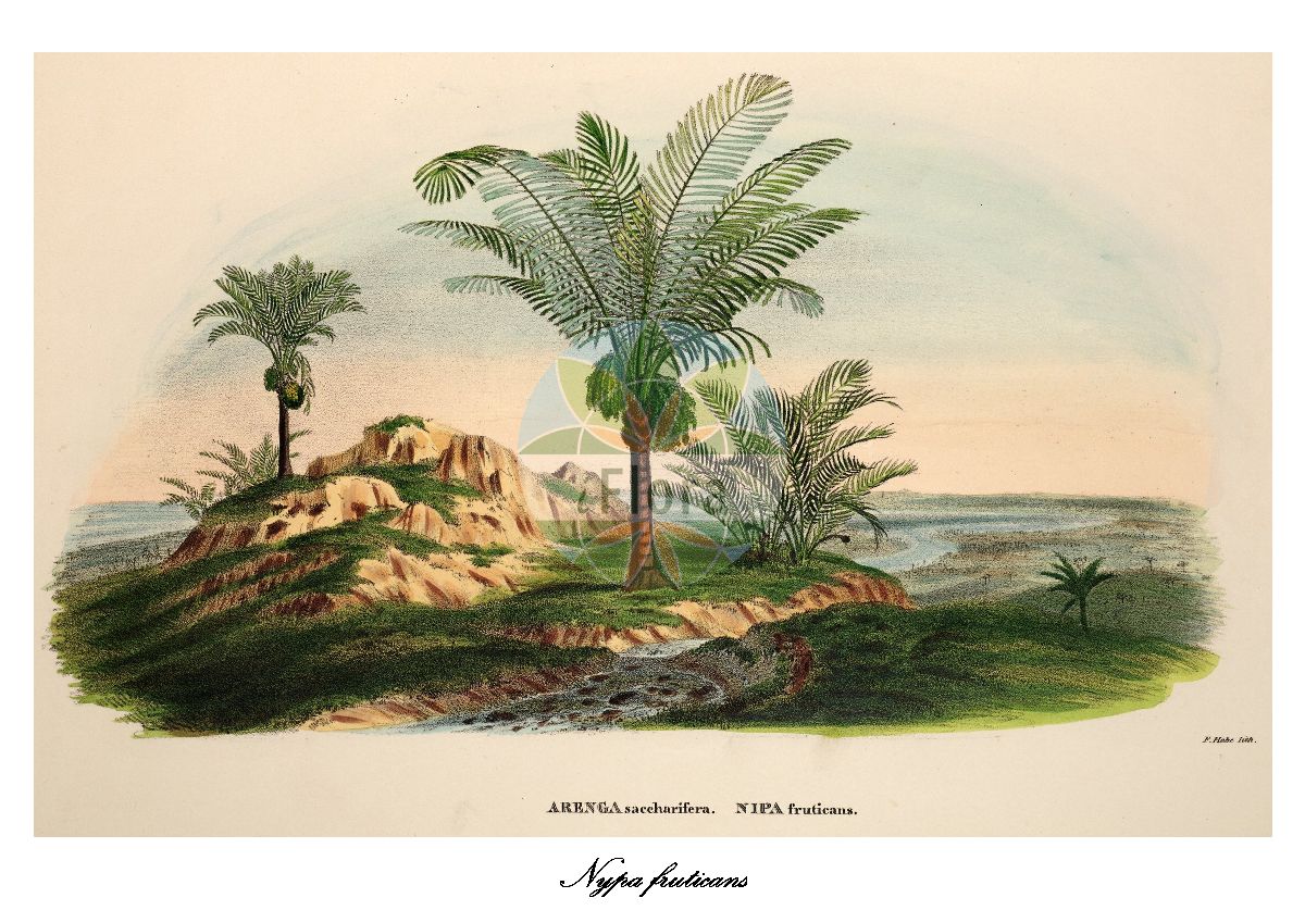 Historische Abbildung von Nypa fruticans. Das Bild zeigt Blatt, Bluete, Frucht und Same. ---- Historical Drawing of Nypa fruticans. The image is showing leaf, flower, fruit and seed.(Nypa fruticans,Nypa,Arecaceae,Palmengewächse,Palm family,Blatt,Bluete,Frucht,Same,leaf,flower,fruit,seed,von Martius (1823-1850))