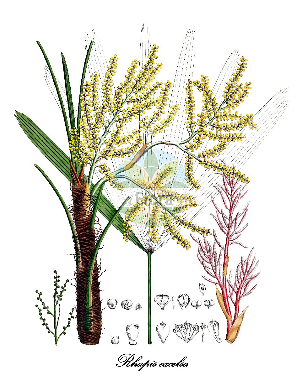 Historische Abbildung von Rhapis excelsa (Steckenpalme). Das Bild zeigt Blatt, Bluete, Frucht und Same. ---- Historical Drawing of Rhapis excelsa (Steckenpalme). The image is showing leaf, flower, fruit and seed.(Rhapis excelsa,Steckenpalme,Rhapis,Arecaceae,Palmengewächse,Palm family,Blatt,Bluete,Frucht,Same,leaf,flower,fruit,seed,von Martius (1823-1850))