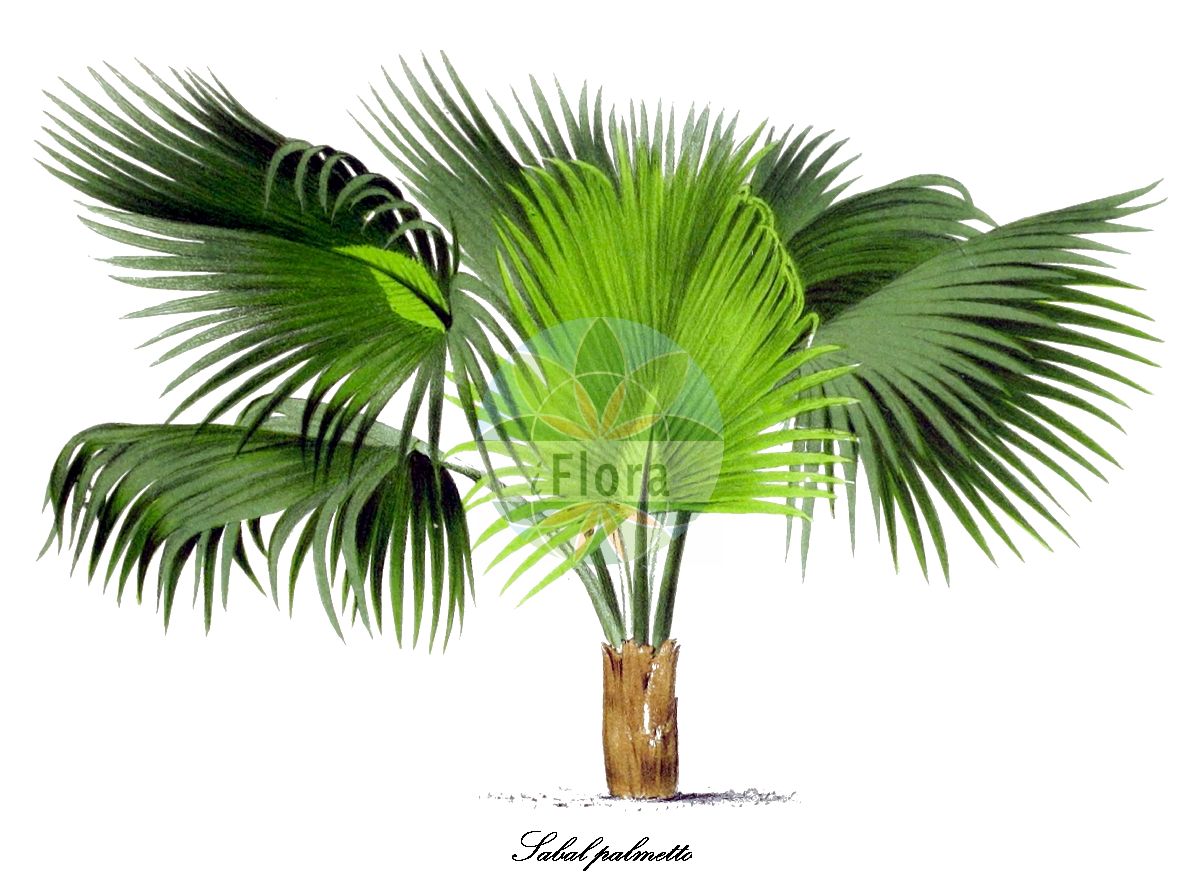 Historische Abbildung von Sabal palmetto (Drachpalme - Cabbage-palm). Das Bild zeigt Blatt, Bluete, Frucht und Same. ---- Historical Drawing of Sabal palmetto (Drachpalme - Cabbage-palm). The image is showing leaf, flower, fruit and seed.(Sabal palmetto,Drachpalme,Cabbage-palm,Gewoehnliche Palmettopalme,Sabalpalme,Sabal,palmetto,Arecaceae,Palmengewächse,Palm family,Blatt,Bluete,Frucht,Same,leaf,flower,fruit,seed,de Kerchove de Denterghem (1878))