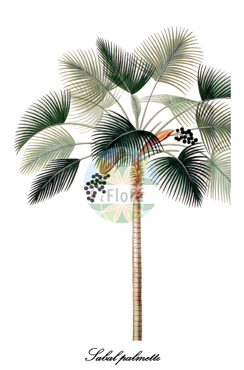 Historische Abbildung von Sabal palmetto (Drachpalme - Cabbage-palm). Das Bild zeigt Blatt, Bluete, Frucht und Same. ---- Historical Drawing of Sabal palmetto (Drachpalme - Cabbage-palm). The image is showing leaf, flower, fruit and seed.(Sabal palmetto,Drachpalme,Cabbage-palm,Gewoehnliche Palmettopalme,Sabalpalme,Sabal,palmetto,Arecaceae,Palmengewächse,Palm family,Blatt,Bluete,Frucht,Same,leaf,flower,fruit,seed,Kerner (1795))