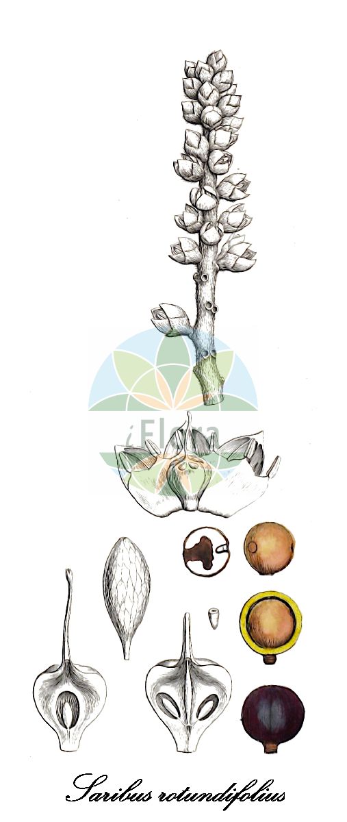Historische Abbildung von Saribus rotundifolius (Footstool palm). Das Bild zeigt Blatt, Bluete, Frucht und Same. ---- Historical Drawing of Saribus rotundifolius (Footstool palm). The image is showing leaf, flower, fruit and seed.(Saribus rotundifolius,Footstool palm,Saribus,Arecaceae,Palmengewächse,Palm family,Blatt,Bluete,Frucht,Same,leaf,flower,fruit,seed,von Martius (1823-1850))