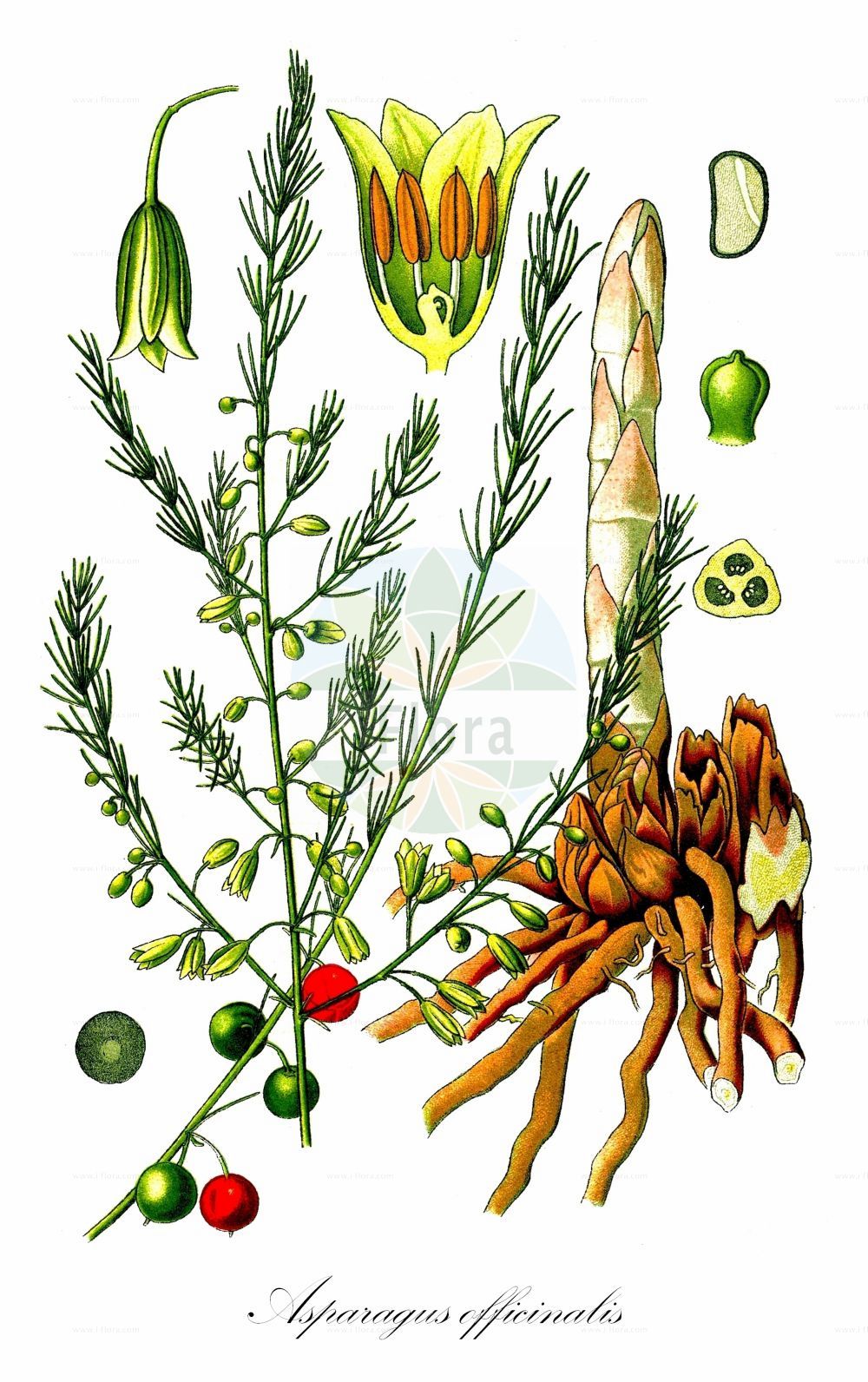 Historische Abbildung von Asparagus officinalis (Gemüse-Spargel - Garden Asparagus). ---- Historical Drawing of Asparagus officinalis (Gemüse-Spargel - Garden Asparagus).(Asparagus officinalis,Gemüse-Spargel,Garden Asparagus,Asparagus officinalis,Gemuese-Spargel,Garden Asparagus,Wild Asparagus,Asparagus,Spargel,Asparagus,Asparagaceae,Spargelgewächse,Asparagus family,Thomé (1885))