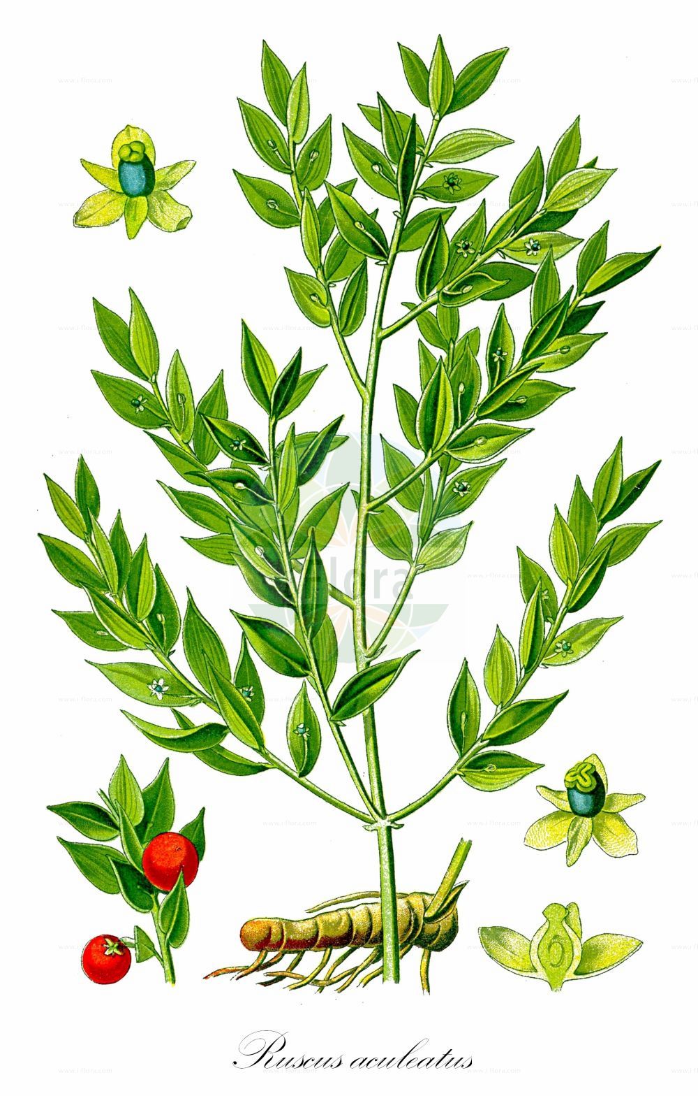 Historische Abbildung von Ruscus aculeatus (Butcher's-broom). Das Bild zeigt Blatt, Bluete, Frucht und Same. ---- Historical Drawing of Ruscus aculeatus (Butcher's-broom). The image is showing leaf, flower, fruit and seed.(Ruscus aculeatus,Butcher's-broom,Oxymyrsine pungens,Ruscus aculeatus,Ruscus flexuosus,Ruscus laxus,Ruscus parasiticus,Ruscus ponticus,Ruscus,Asparagaceae,Spargelgewächse,Asparagus family,Blatt,Bluete,Frucht,Same,leaf,flower,fruit,seed,Thomé (1885))