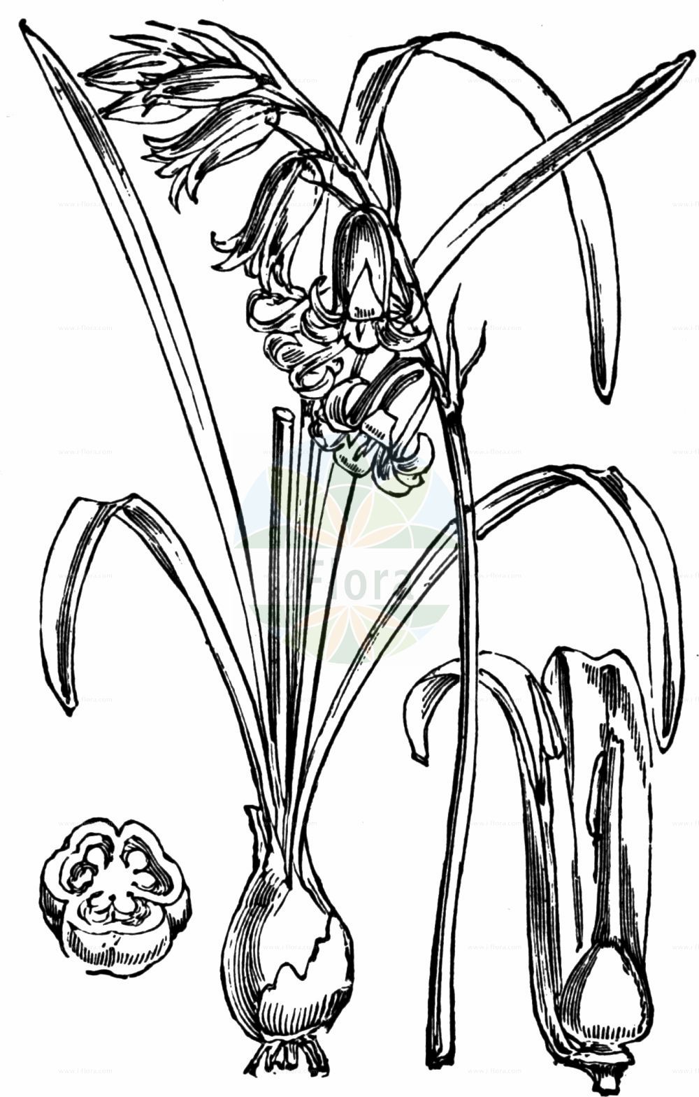 Historische Abbildung von Hyacinthoides non-scripta agg. (Atlantisches Hasenglöckchen - Bluebell). Das Bild zeigt Blatt, Bluete, Frucht und Same. ---- Historical Drawing of Hyacinthoides non-scripta agg. (Atlantisches Hasenglöckchen - Bluebell). The image is showing leaf, flower, fruit and seed.(Hyacinthoides non-scripta agg.,Atlantisches Hasenglöckchen,Bluebell,Atlantisches Hasengloeckchen,Englisches Hasengloeckchen,Bluebell,Wild Hyacinth,Hyacinthoides,Hasenglöckchen,Bluebells,Asparagaceae,Spargelgewächse,Asparagus family,Blatt,Bluete,Frucht,Same,leaf,flower,fruit,seed,Fitch et al. (1880))