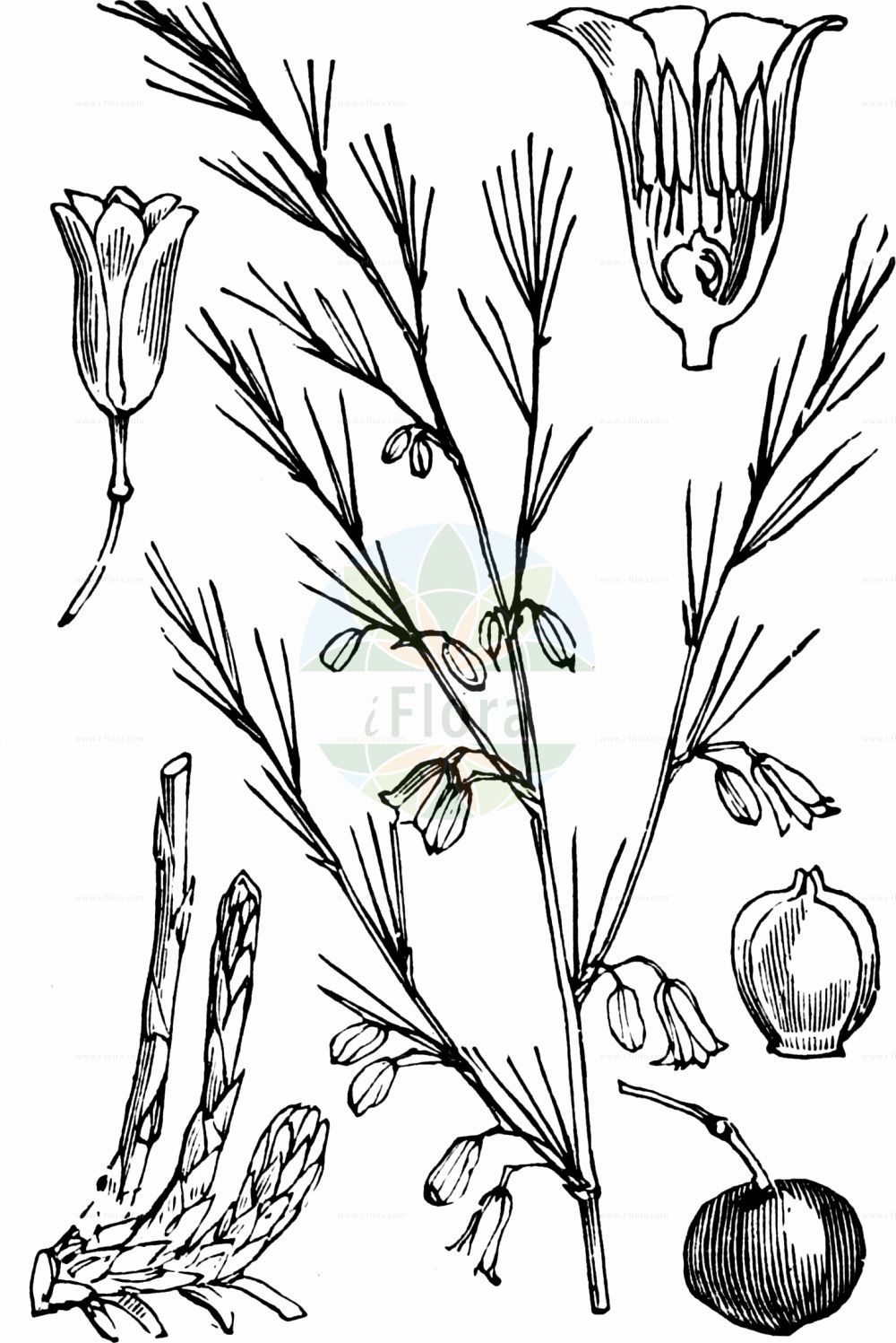 Historische Abbildung von Asparagus officinalis (Gemüse-Spargel - Garden Asparagus). Das Bild zeigt Blatt, Bluete, Frucht und Same. ---- Historical Drawing of Asparagus officinalis (Gemüse-Spargel - Garden Asparagus). The image is showing leaf, flower, fruit and seed.(Asparagus officinalis,Gemüse-Spargel,Garden Asparagus,Asparagus officinalis,Gemuese-Spargel,Garden Asparagus,Wild Asparagus,Asparagus,Spargel,Asparagus,Asparagaceae,Spargelgewächse,Asparagus family,Blatt,Bluete,Frucht,Same,leaf,flower,fruit,seed,Fitch et al. (1880))