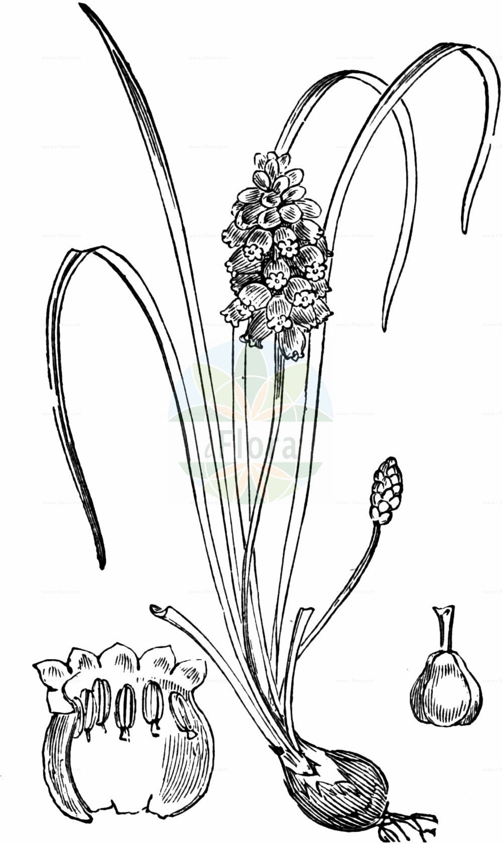 Historische Abbildung von Muscari neglectum (Weinbergs-Traubenhyazinthe - Grape-hyacinth). Das Bild zeigt Blatt, Bluete, Frucht und Same. ---- Historical Drawing of Muscari neglectum (Weinbergs-Traubenhyazinthe - Grape-hyacinth). The image is showing leaf, flower, fruit and seed.(Muscari neglectum,Weinbergs-Traubenhyazinthe,Grape-hyacinth,Botryanthus atlanticus,Botryanthus breviscapus,Botryanthus granatensis,Botryanthus mandraliscae,Botryanthus mordoanus,Botryanthus neglectus,Botryanthus odorus,Botryanthus racemosus,Botryanthus saulii,Botryanthus speciosus,Botryanthus strangwaysii,Etheiranthus jacquinii,Eubotrys odorata,Hyacinthus juncifolius,Hyacinthus neglectus,Hyacinthus racemosus,Leopoldia neumayeri,Muscari atlanticum,Muscari bootanensis,Muscari breviscapum,Muscari bucharicum,Muscari compactum,Muscari dolioliforme,Muscari elwesii,Muscari flaccidum,Muscari fontqueri,Muscari granatense,Muscari grandifolium,Muscari grossheimii,Muscari letourneuxii,Muscari leucostomum,Muscari macranthum,Muscari mordoanum,Muscari neglectum,Muscari neumayeri,Muscari nivale,Muscari odoratum,Muscari populeum,Muscari racemosum,Muscari skorpili,Muscari speciosum,Muscari strangwaysii,Muscari szovitsianum,Muscari vandasii,Scilla suaveolens,Weinbergs-Traubenhyazinthe,Grape-hyacinth,Starch Grape Hyacinth,Common Grape Hyacinth,Muscari,Traubenhyazinthe,Grape Hyacinth,Asparagaceae,Spargelgewächse,Asparagus family,Blatt,Bluete,Frucht,Same,leaf,flower,fruit,seed,Fitch et al. (1880))