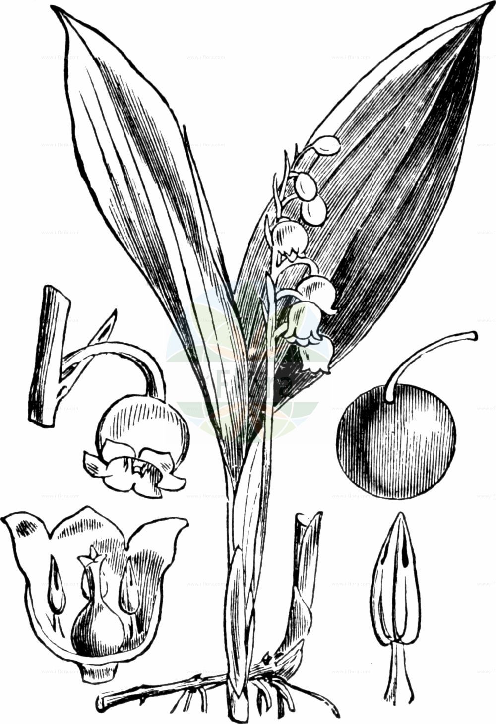 Historische Abbildung von Convallaria majalis (Maiglöckchen - Lily-of-The-Valley). Das Bild zeigt Blatt, Bluete, Frucht und Same. ---- Historical Drawing of Convallaria majalis (Maiglöckchen - Lily-of-The-Valley). The image is showing leaf, flower, fruit and seed.(Convallaria majalis,Maiglöckchen,Lily-of-The-Valley,Convallaria bracteata,Convallaria fragrans,Convallaria latifolia,Convallaria linnaei,Convallaria majalis,Convallaria mappii,Convallaria scaposa,Convallaria transcaucasica,Lilium convallium,Lilium-convallium majale,Polygonatum majale,Maigloeckchen,Maiblume,Lily-of-The-Valley,European Lily Of The Valley,May Lily,Convallaria,Maiglöckchen,Lily-of-The-Valley,Asparagaceae,Spargelgewächse,Asparagus family,Blatt,Bluete,Frucht,Same,leaf,flower,fruit,seed,Fitch et al. (1880))