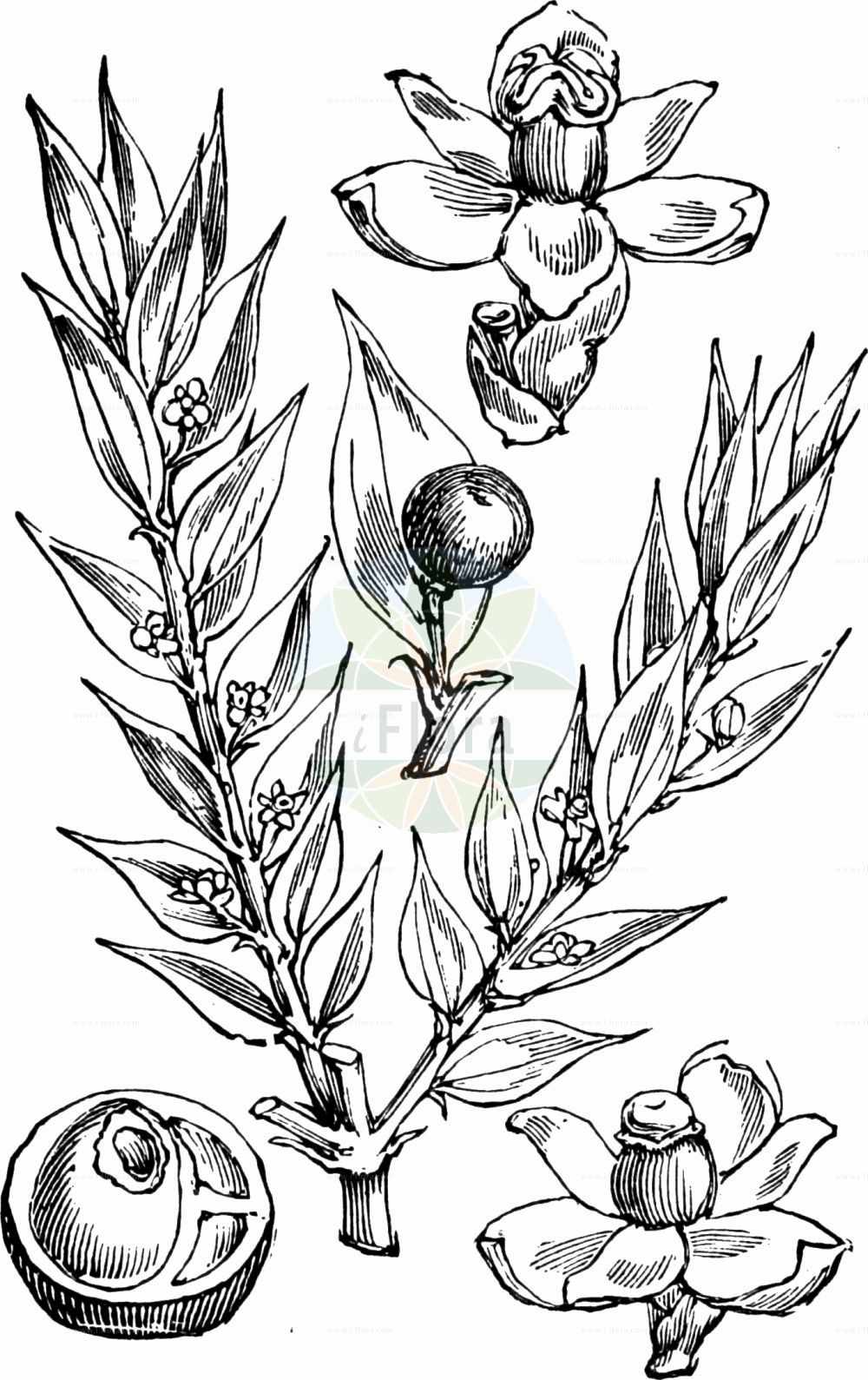 Historische Abbildung von Ruscus aculeatus (Butcher's-broom). Das Bild zeigt Blatt, Bluete, Frucht und Same. ---- Historical Drawing of Ruscus aculeatus (Butcher's-broom). The image is showing leaf, flower, fruit and seed.(Ruscus aculeatus,Butcher's-broom,Oxymyrsine pungens,Ruscus aculeatus,Ruscus flexuosus,Ruscus laxus,Ruscus parasiticus,Ruscus ponticus,Ruscus,Asparagaceae,Spargelgewächse,Asparagus family,Blatt,Bluete,Frucht,Same,leaf,flower,fruit,seed,Fitch et al. (1880))
