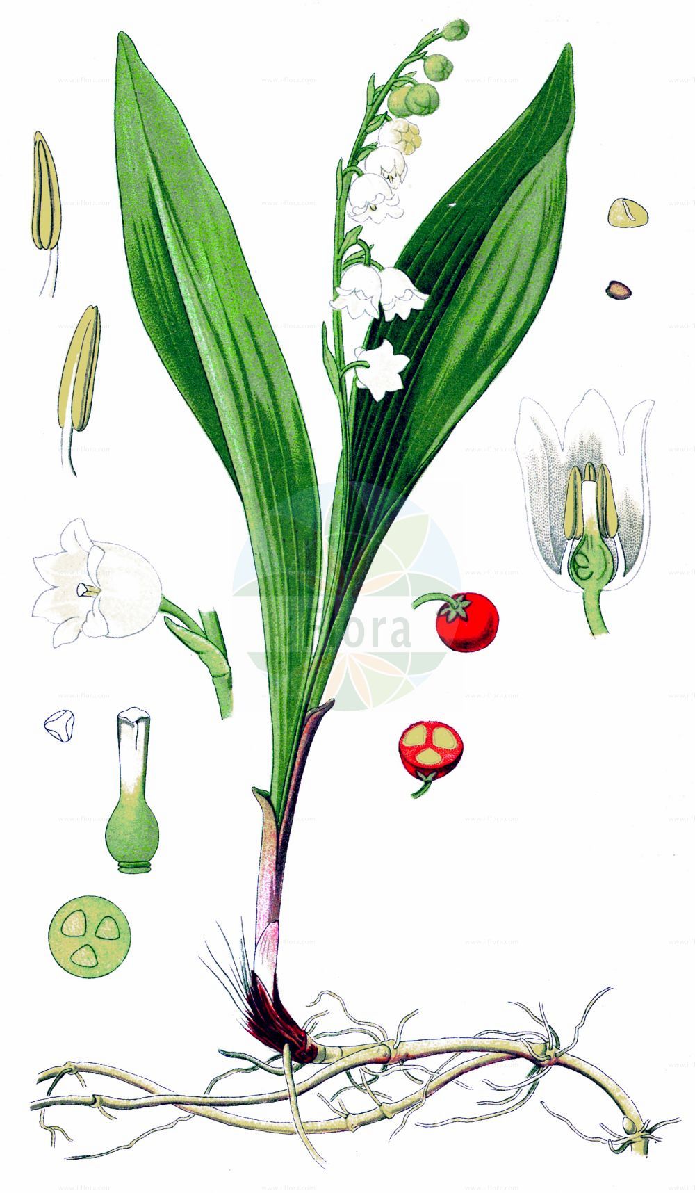 Historische Abbildung von Convallaria majalis (Maiglöckchen - Lily-of-The-Valley). Das Bild zeigt Blatt, Bluete, Frucht und Same. ---- Historical Drawing of Convallaria majalis (Maiglöckchen - Lily-of-The-Valley). The image is showing leaf, flower, fruit and seed.(Convallaria majalis,Maiglöckchen,Lily-of-The-Valley,Convallaria bracteata,Convallaria fragrans,Convallaria latifolia,Convallaria linnaei,Convallaria majalis,Convallaria mappii,Convallaria scaposa,Convallaria transcaucasica,Lilium convallium,Lilium-convallium majale,Polygonatum majale,Maigloeckchen,Maiblume,Lily-of-The-Valley,European Lily Of The Valley,May Lily,Convallaria,Maiglöckchen,Lily-of-The-Valley,Asparagaceae,Spargelgewächse,Asparagus family,Blatt,Bluete,Frucht,Same,leaf,flower,fruit,seed,Thomé (1885))