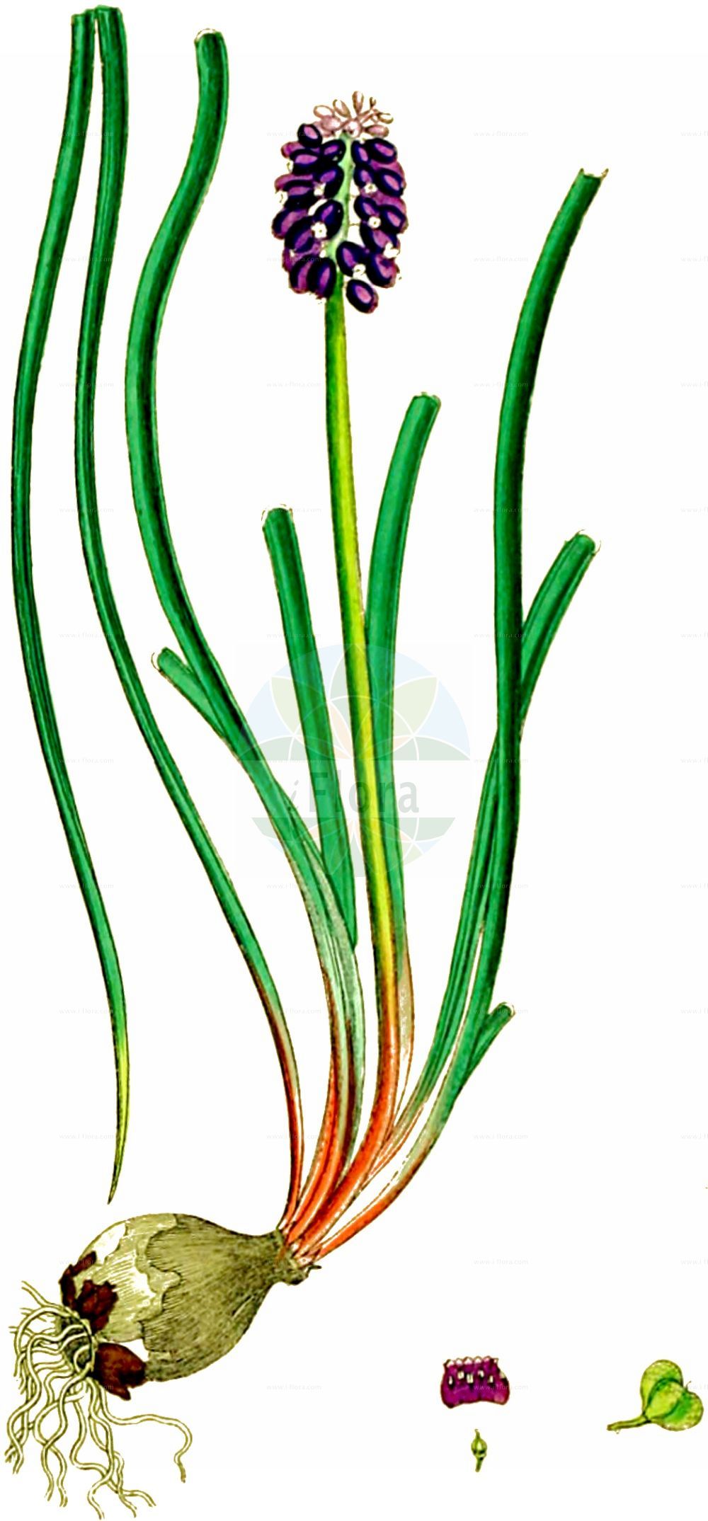 Historische Abbildung von Muscari neglectum (Weinbergs-Traubenhyazinthe - Grape-hyacinth). Das Bild zeigt Blatt, Bluete, Frucht und Same. ---- Historical Drawing of Muscari neglectum (Weinbergs-Traubenhyazinthe - Grape-hyacinth). The image is showing leaf, flower, fruit and seed.(Muscari neglectum,Weinbergs-Traubenhyazinthe,Grape-hyacinth,Botryanthus atlanticus,Botryanthus breviscapus,Botryanthus granatensis,Botryanthus mandraliscae,Botryanthus mordoanus,Botryanthus neglectus,Botryanthus odorus,Botryanthus racemosus,Botryanthus saulii,Botryanthus speciosus,Botryanthus strangwaysii,Etheiranthus jacquinii,Eubotrys odorata,Hyacinthus juncifolius,Hyacinthus neglectus,Hyacinthus racemosus,Leopoldia neumayeri,Muscari atlanticum,Muscari bootanensis,Muscari breviscapum,Muscari bucharicum,Muscari compactum,Muscari dolioliforme,Muscari elwesii,Muscari flaccidum,Muscari fontqueri,Muscari granatense,Muscari grandifolium,Muscari grossheimii,Muscari letourneuxii,Muscari leucostomum,Muscari macranthum,Muscari mordoanum,Muscari neglectum,Muscari neumayeri,Muscari nivale,Muscari odoratum,Muscari populeum,Muscari racemosum,Muscari skorpili,Muscari speciosum,Muscari strangwaysii,Muscari szovitsianum,Muscari vandasii,Scilla suaveolens,Weinbergs-Traubenhyazinthe,Grape-hyacinth,Starch Grape Hyacinth,Common Grape Hyacinth,Muscari,Traubenhyazinthe,Grape Hyacinth,Asparagaceae,Spargelgewächse,Asparagus family,Blatt,Bluete,Frucht,Same,leaf,flower,fruit,seed,Sowerby (1790-1813))