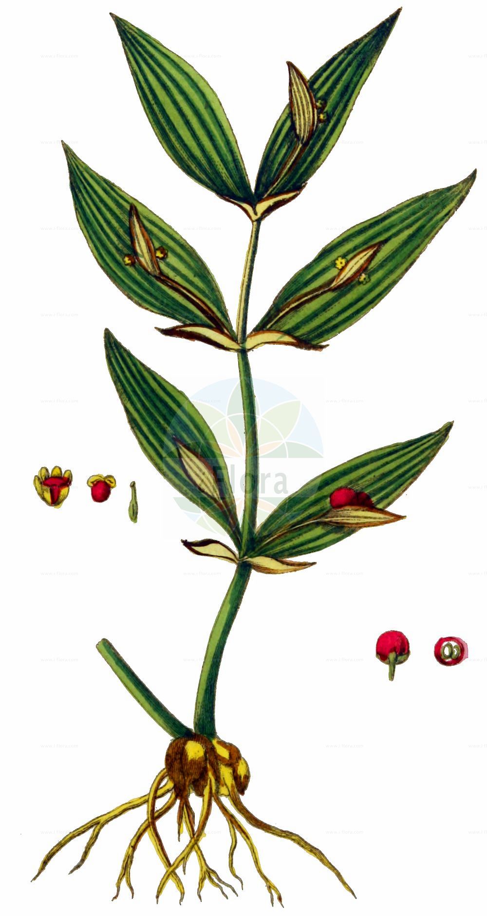 Historische Abbildung von Ruscus hypoglossum (Spineless Butcher's-broom). Das Bild zeigt Blatt, Bluete, Frucht und Same. ---- Historical Drawing of Ruscus hypoglossum (Spineless Butcher's-broom). The image is showing leaf, flower, fruit and seed.(Ruscus hypoglossum,Spineless Butcher's-broom,Platyruscus hypoglossum,Ruscus alexandrinus,Ruscus humilis,Ruscus hypoglossum,Ruscus troadensis,Ruscus,Asparagaceae,Spargelgewächse,Asparagus family,Blatt,Bluete,Frucht,Same,leaf,flower,fruit,seed,Oskamp et al. (1796-1800))
