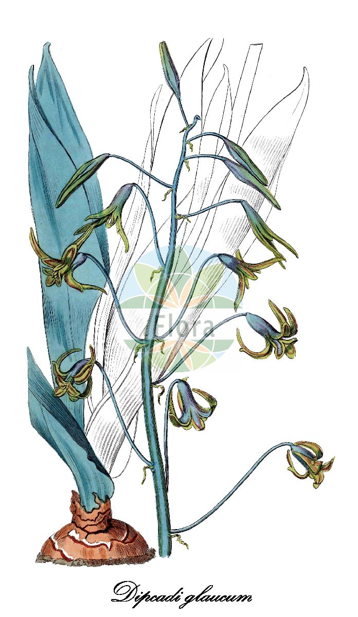 Historische Abbildung von Dipcadi glaucum. Das Bild zeigt Blatt, Bluete, Frucht und Same. ---- Historical Drawing of Dipcadi glaucum. The image is showing leaf, flower, fruit and seed.(Dipcadi glaucum,Dipcadi,Sommerhyazinthe,Asparagaceae,Spargelgewächse,Asparagus family,Blatt,Bluete,Frucht,Same,leaf,flower,fruit,seed,Botanical Register (1815-1828))