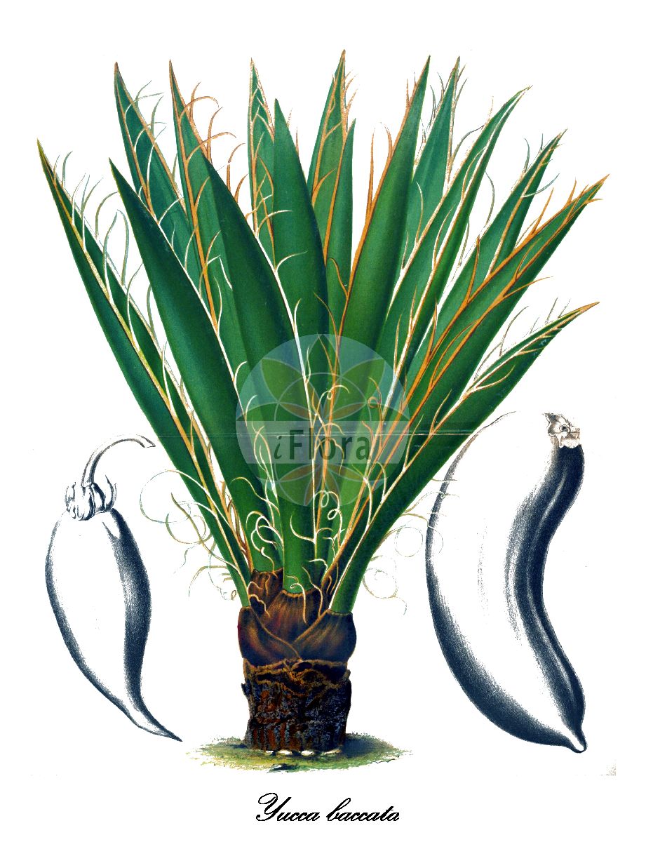 Historische Abbildung von Yucca baccata (Blaue Palmlilie - Banana yucca). Das Bild zeigt Blatt, Bluete, Frucht und Same. ---- Historical Drawing of Yucca baccata (Blaue Palmlilie - Banana yucca). The image is showing leaf, flower, fruit and seed.(Yucca baccata,Blaue Palmlilie,Banana yucca,Yucca,Palmlilie,Spanish-bayonet,Asparagaceae,Spargelgewächse,Asparagus family,Blatt,Bluete,Frucht,Same,leaf,flower,fruit,seed,L’ Illustration horticole (1871))