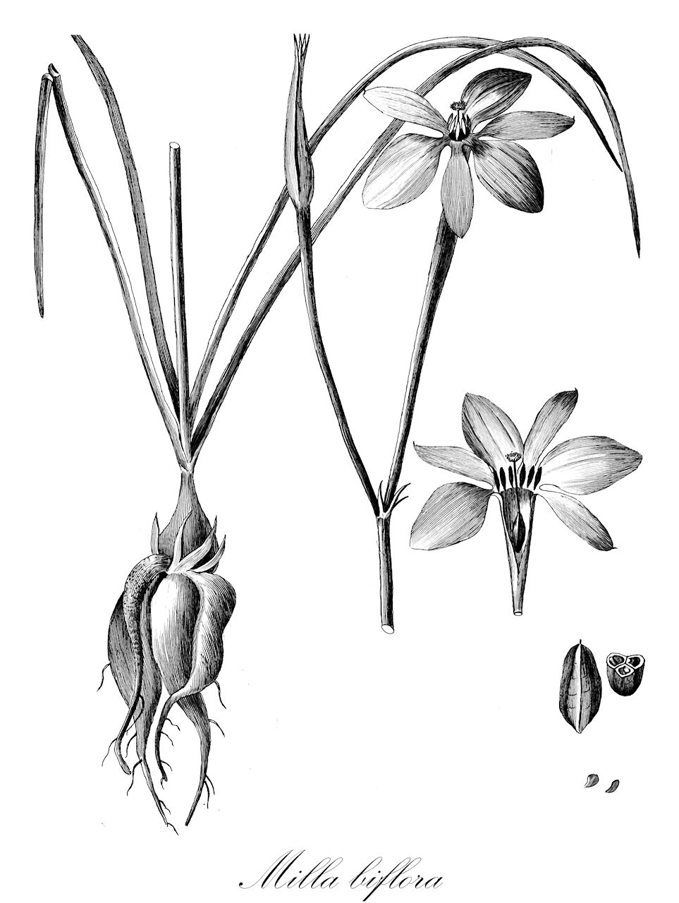 Milla biflora - Asparagaceae,Plantae,Pteridobiotina,Angiosperms,Asparagales,Asparagaceae,Milla,Milla biflora,Askolame biflora, Blandfordia uniflora, Diphalangium graminifolium, Gyrenia biflora,Mexikostern