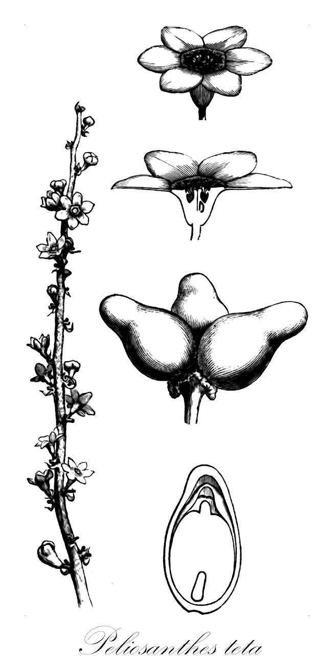 Peliosanthes teta - Asparagaceae,Plantae,Pteridobiotina,Angiosperms,Asparagales,Asparagaceae,Peliosanthes,Peliosanthes teta,Peliosanthes minor, Peliosanthes teta var. angustifolia, Peliosanthes teta var. mantegazziana