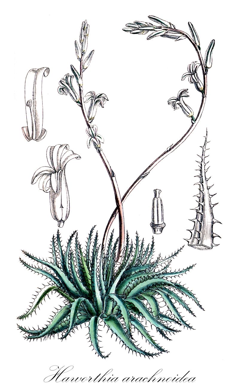 Haworthia arachnoidea - Asphodelaceae,Plantae,Pteridobiotina,Angiosperms,Asparagales,Asphodelaceae,Asphodeloideae,Aloeae,Haworthia,Haworthia arachnoidea,Aloe arachnoidea, Aloe arachnoidea var. pumila, Aloe arachnoides, Aloe pumila var. arachnoidea, Apicra arachnoides, Catevala arachnoidea, Haworthia arachnoidea var. minor, Haworthia pallida var. paynei